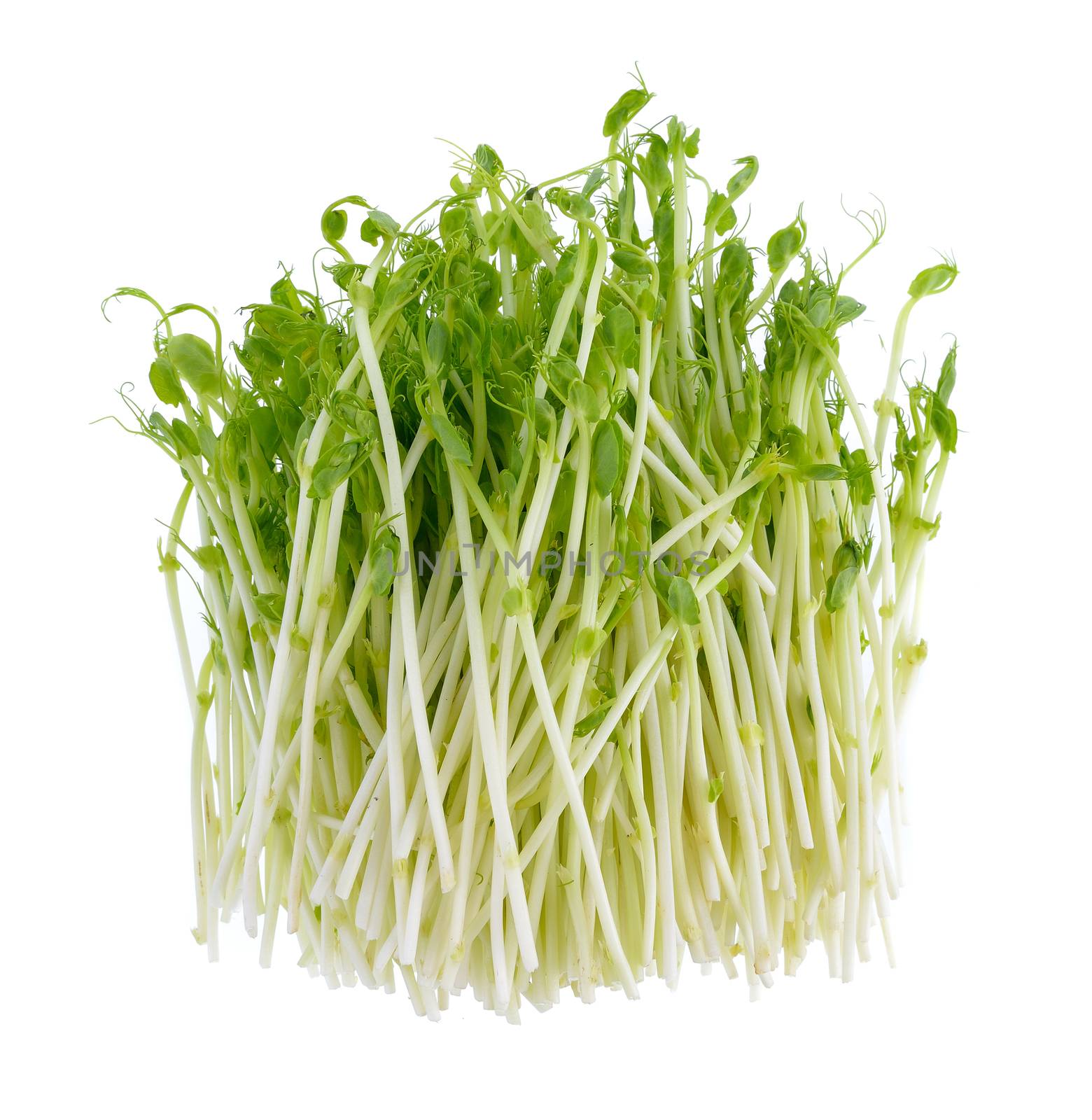  fresh green pea sprouts