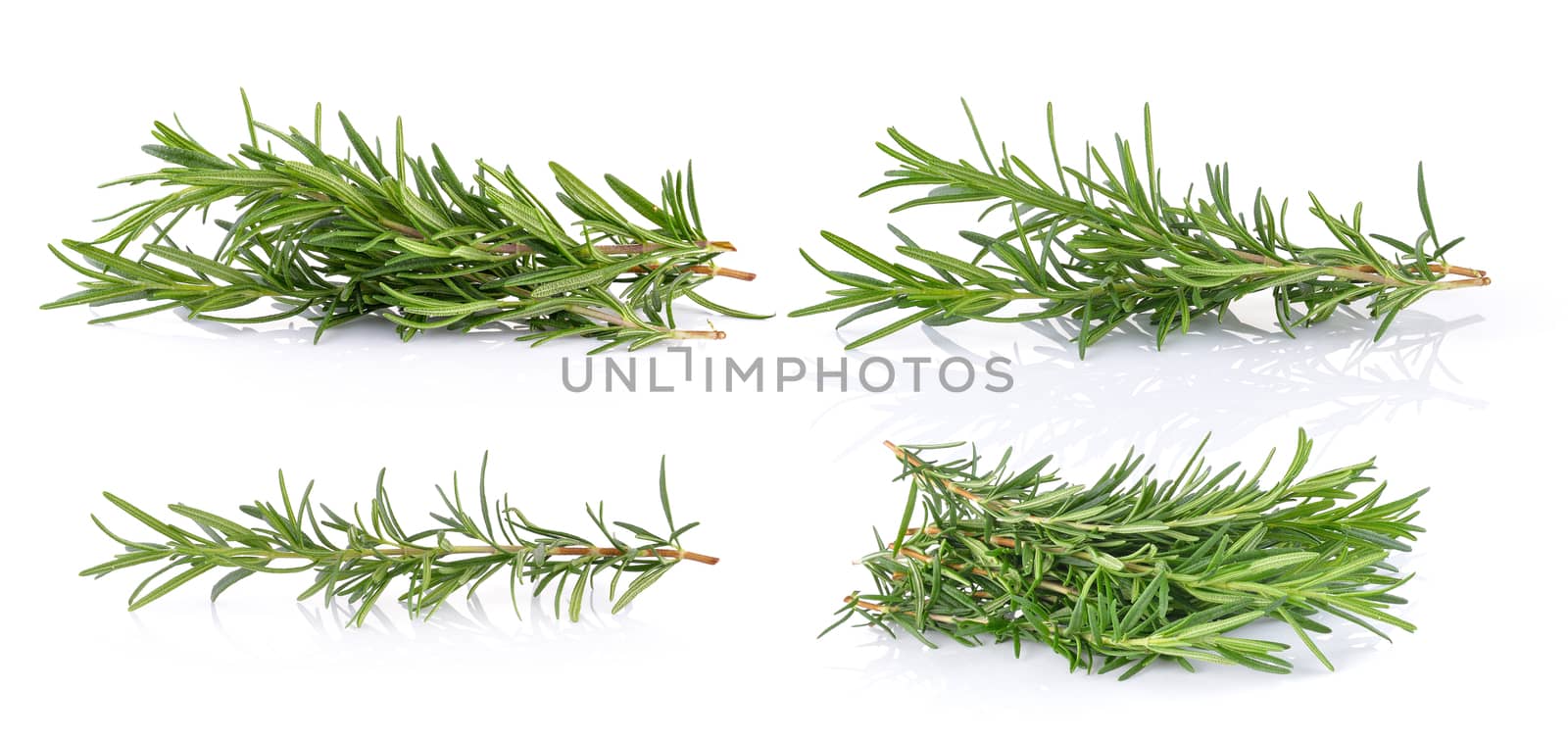 rosemary on white background by sommai