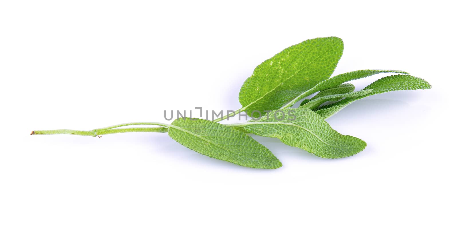 fresh Sage plant on a white background by sommai