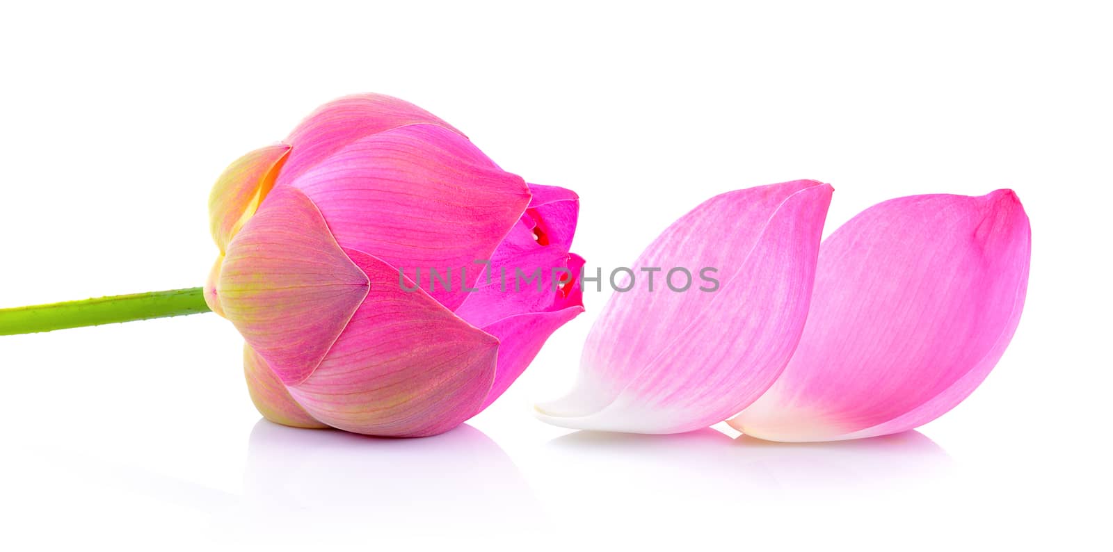 lotus flower on white background by sommai