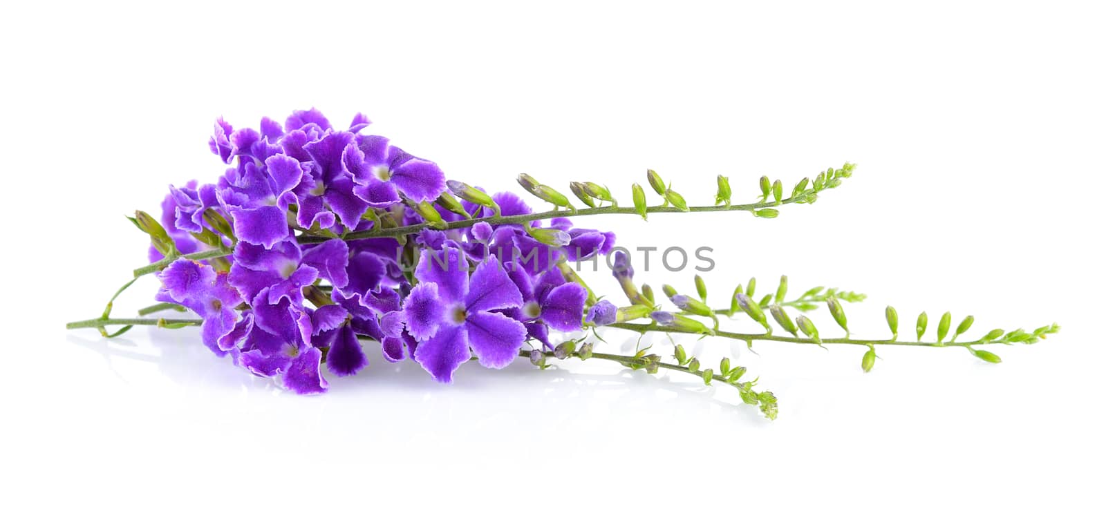 Purple flowers on white background