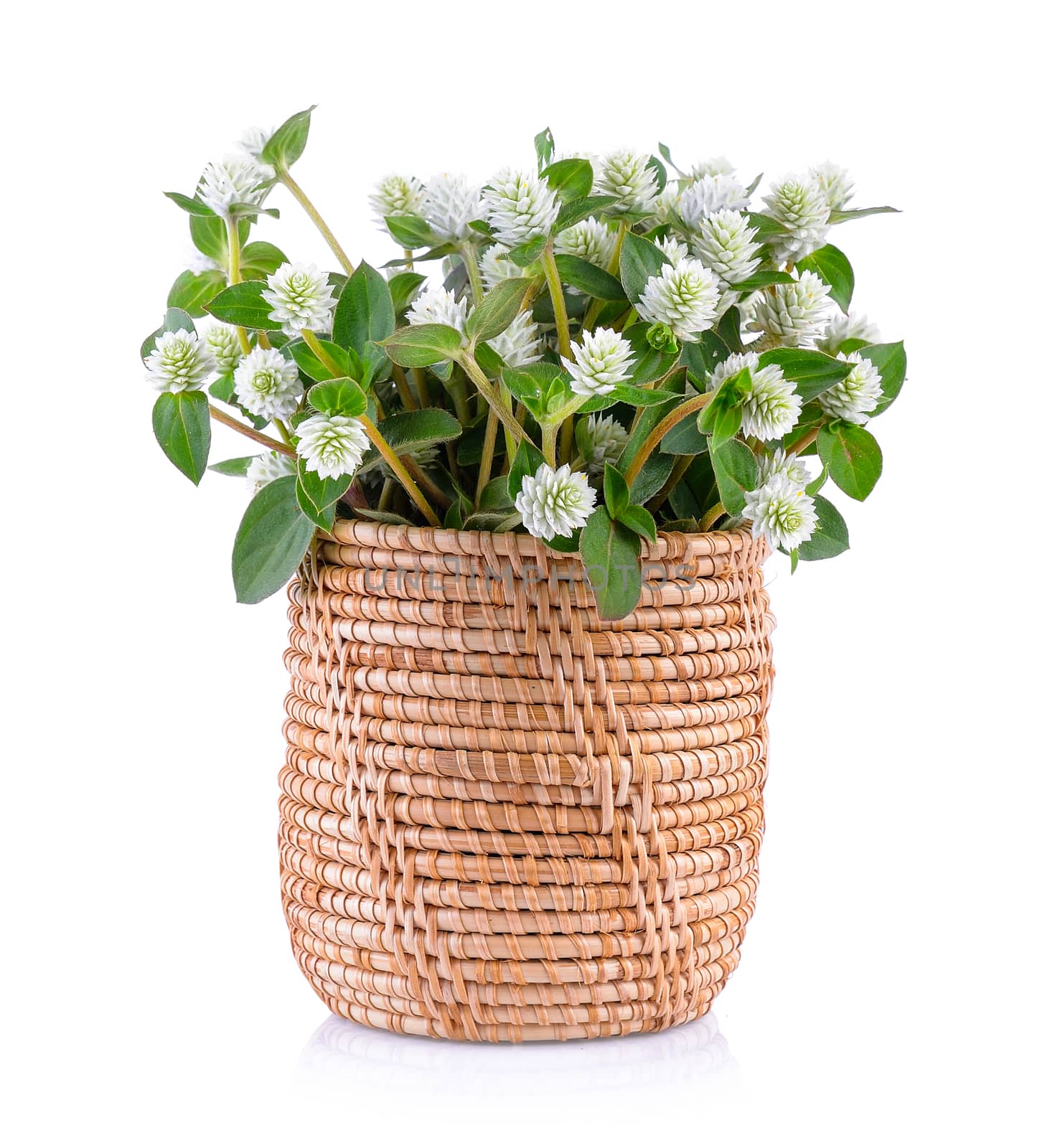 grass flower in basket