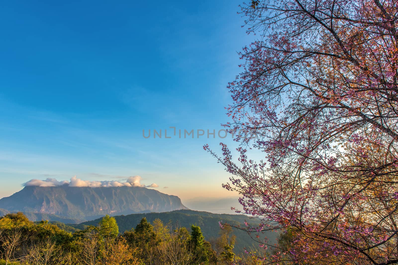 pink cherry on top of mountain with sunrise at Doi Luang Chiang Dao, ChiangMai Thailand.