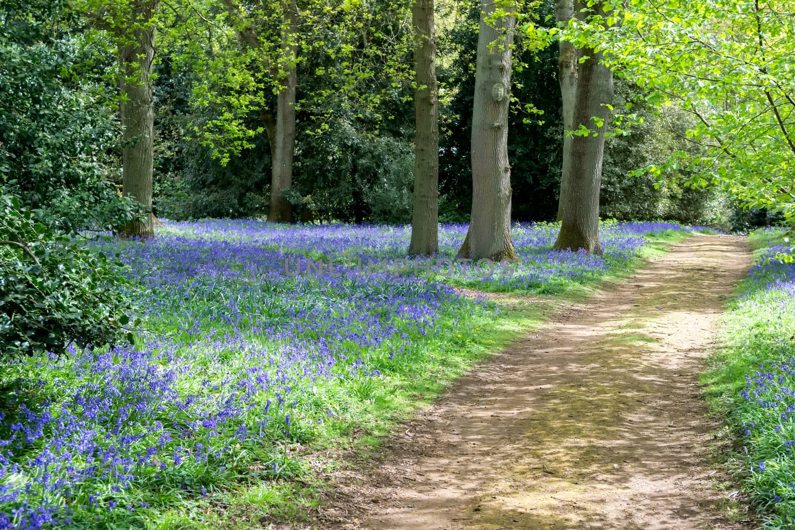 Bluebells in Full Bloom