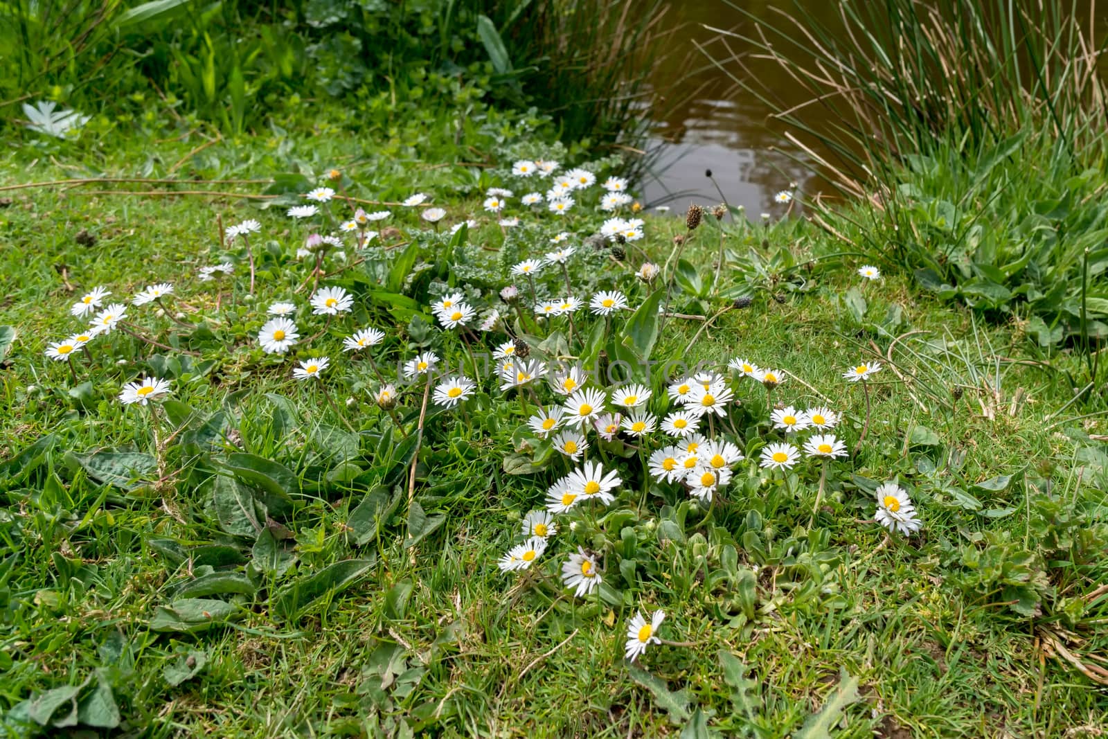 Group of Daisies by phil_bird