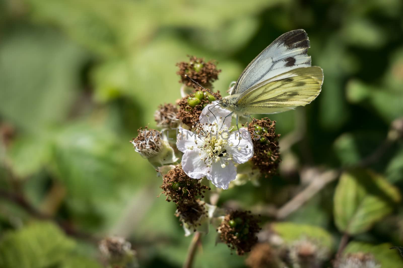 Large White (Pieris brassicae) Butterfly Feeding on a Blackberry by phil_bird