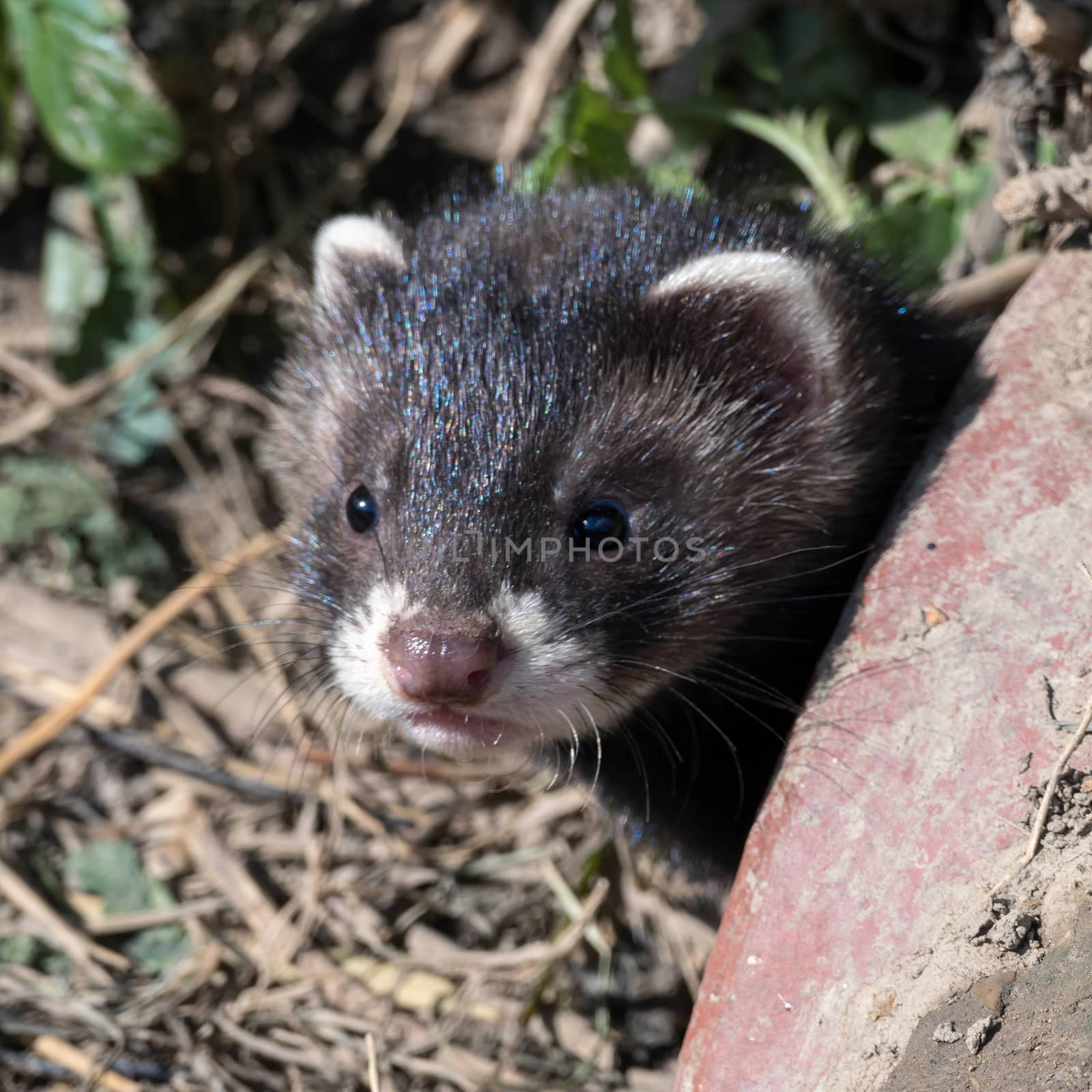 European Polecat (Mustela putorius)