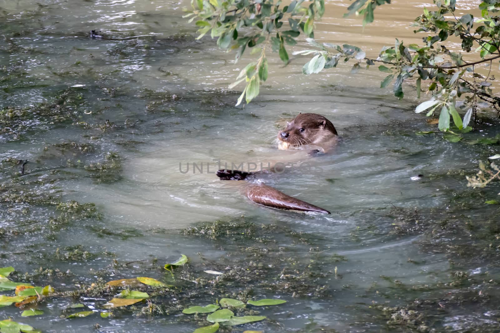 Eurasian Otter (Lutra lutra) by phil_bird