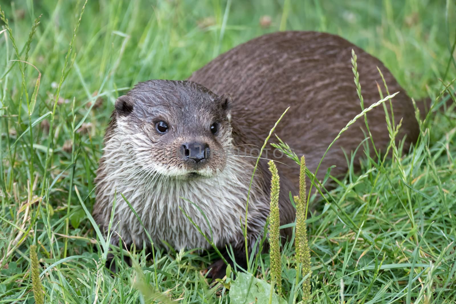 Eurasian Otter (Lutra lutra) by phil_bird