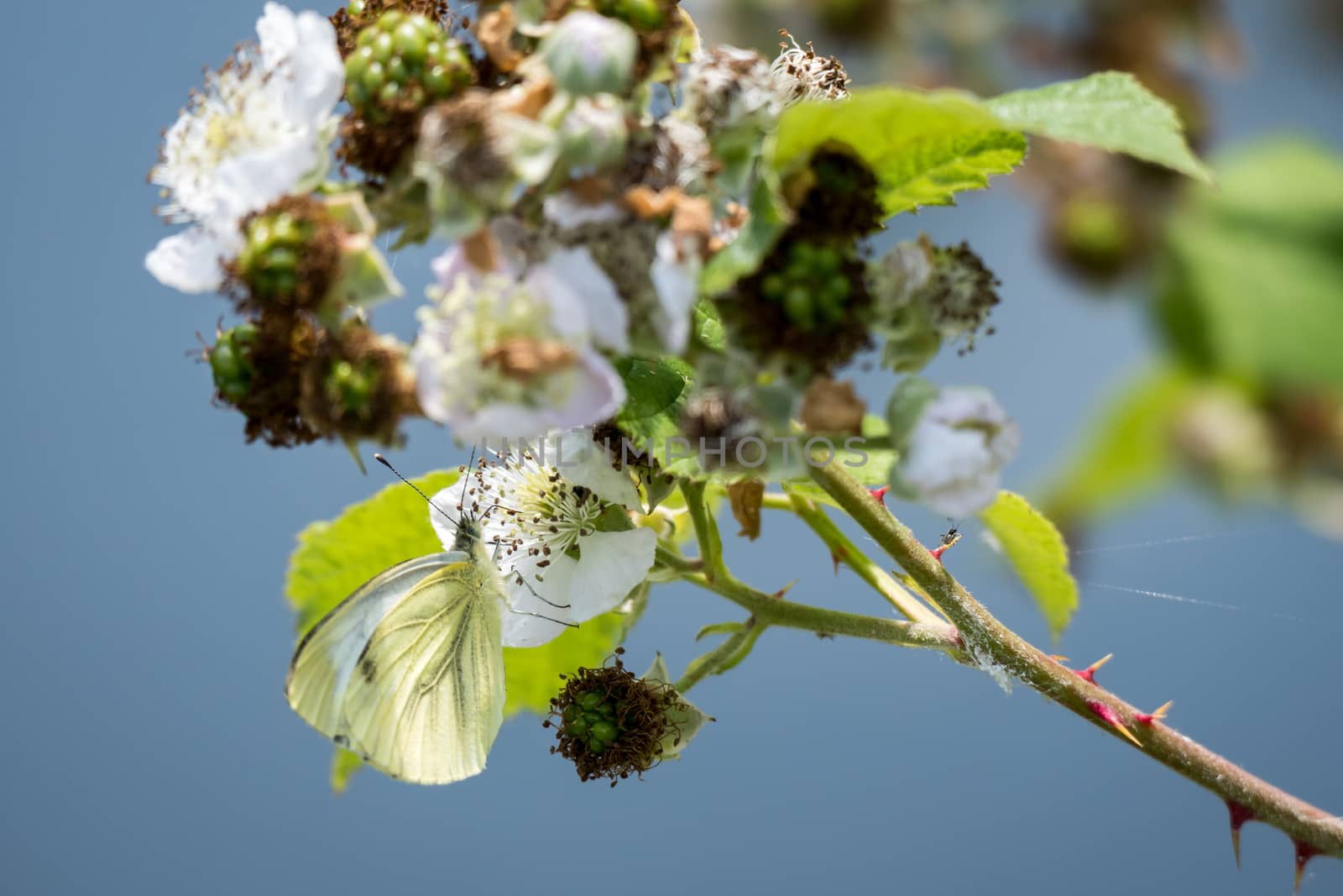 Large White (Pieris brassicae) Butterfly Feeding on a Blackberry Flower