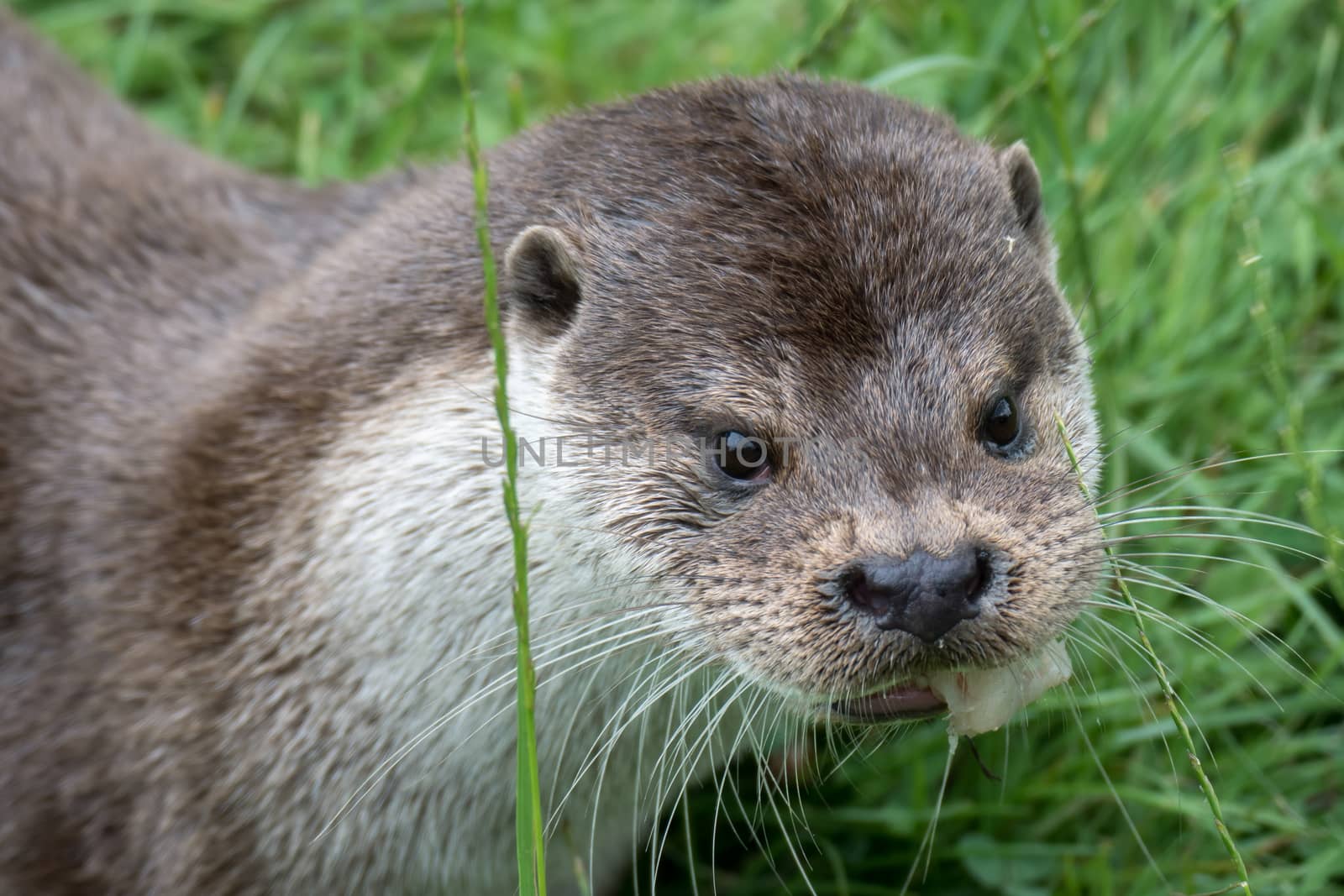 Eurasian Otter (Lutra lutra) by phil_bird