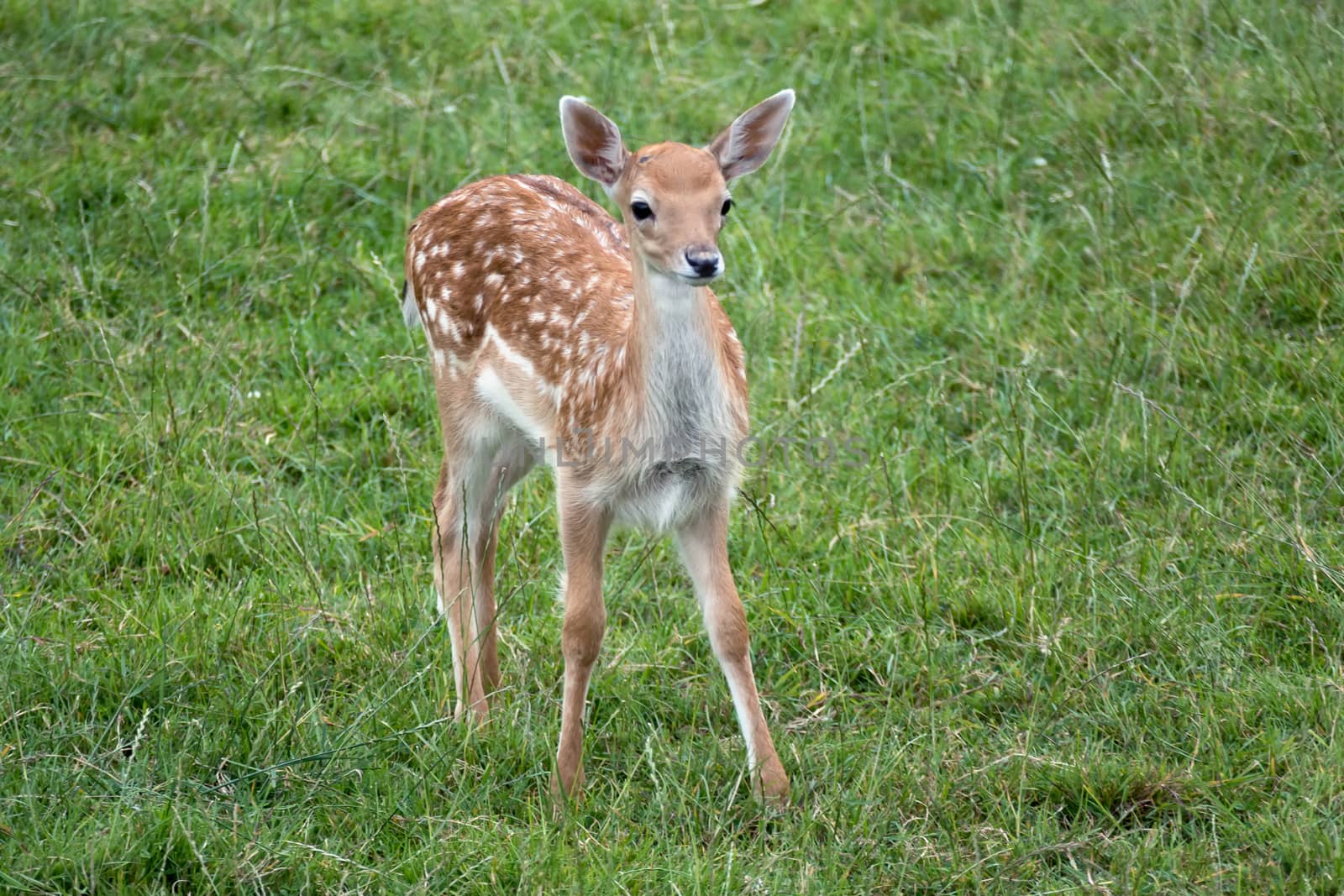 Young Fallow Deer (Dama dama) by phil_bird