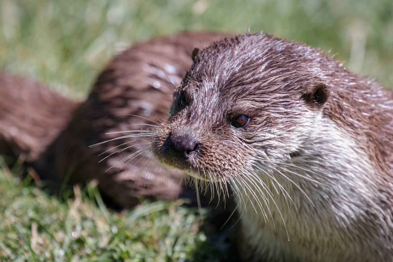 Eurasian Otter (Lutra lutra) by phil_bird