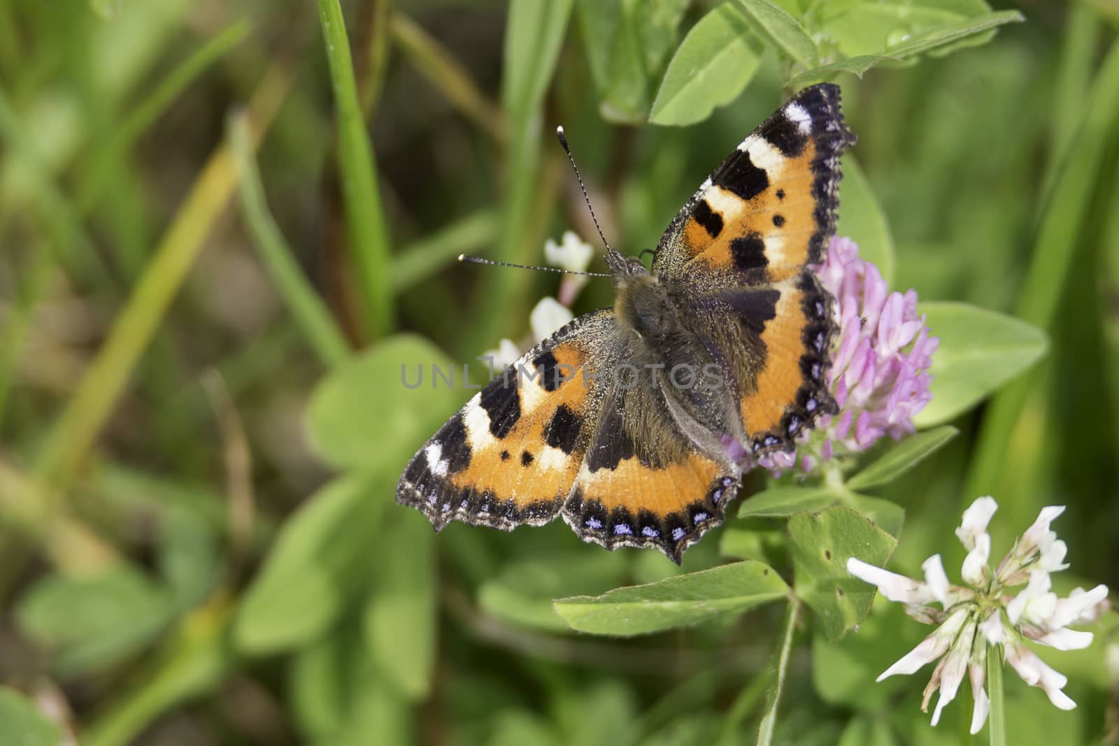 Small Tortoiseshell Butterfly sitting on pink clover.