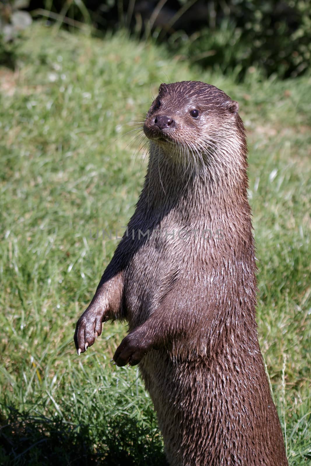 Eurasian Otter (Lutra lutra) by phil_bird