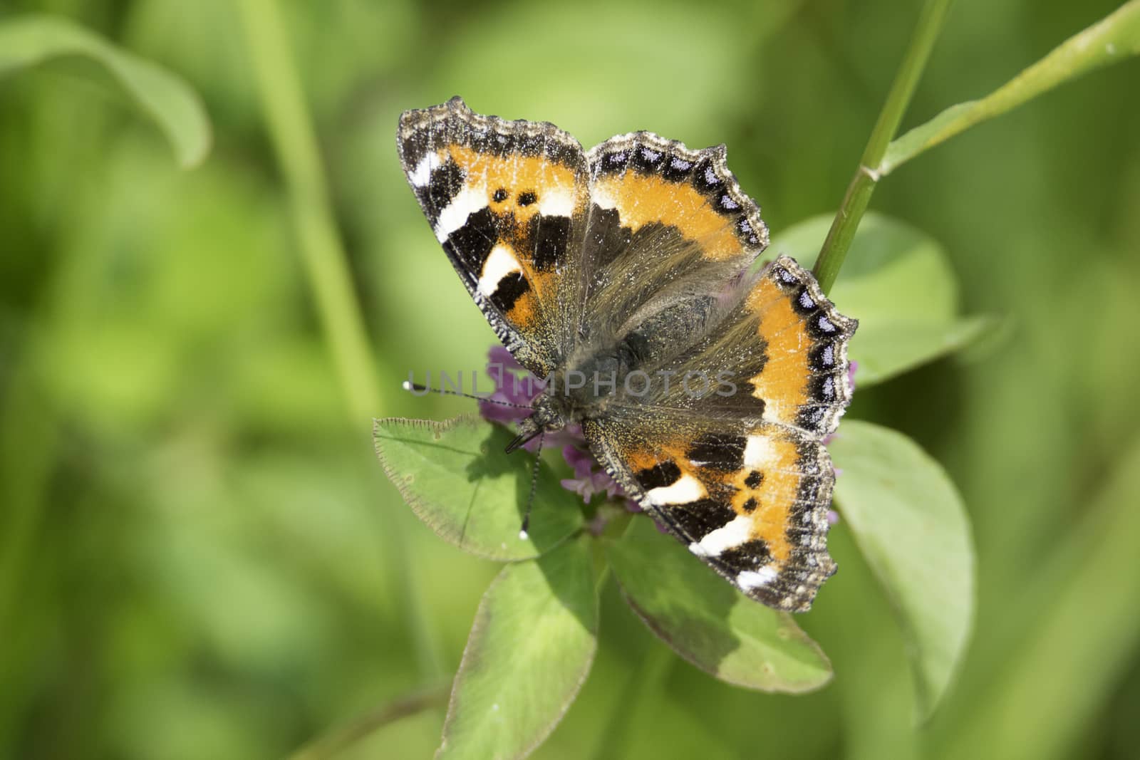 Small Tortoiseshell Butterfly sitting on pink clover.