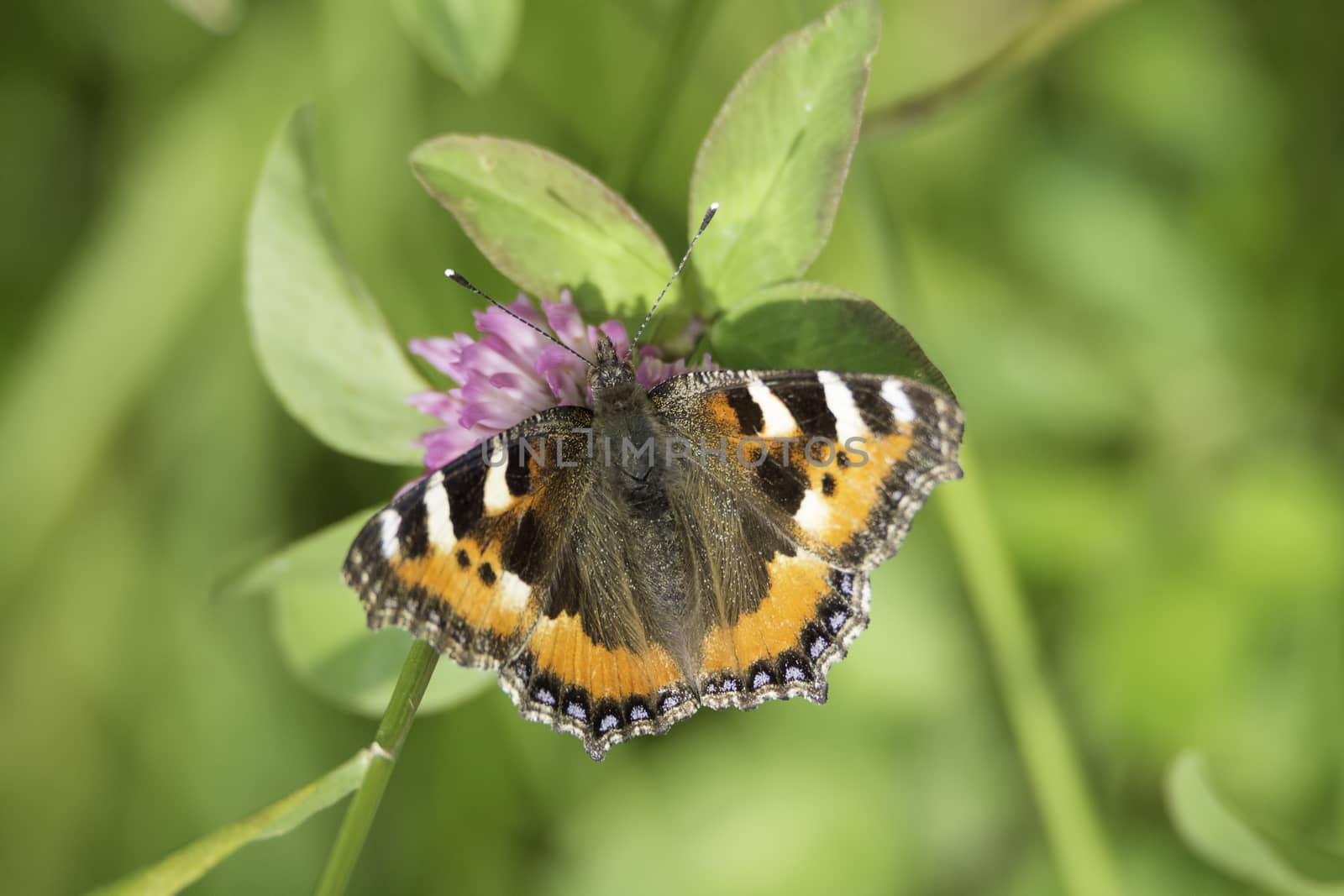 Small Tortoiseshell Butterfly sitting on pink clover.