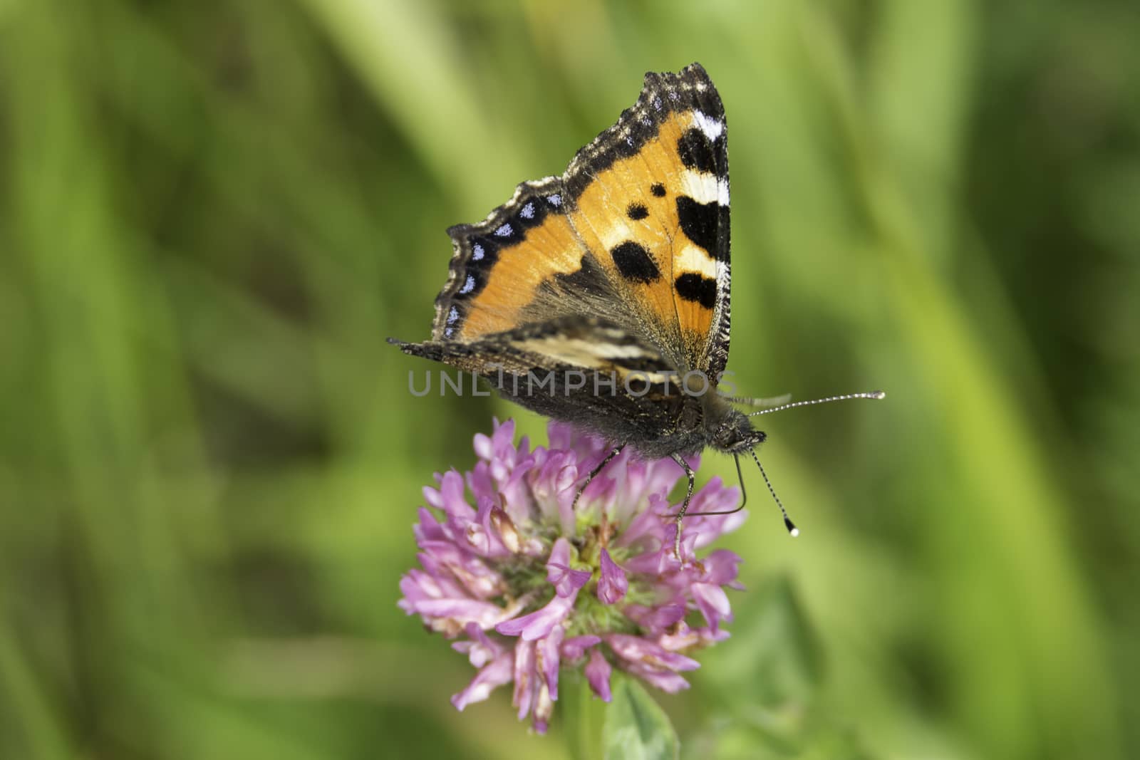 Small Tortoiseshell Butterfly sitting on pink clover.