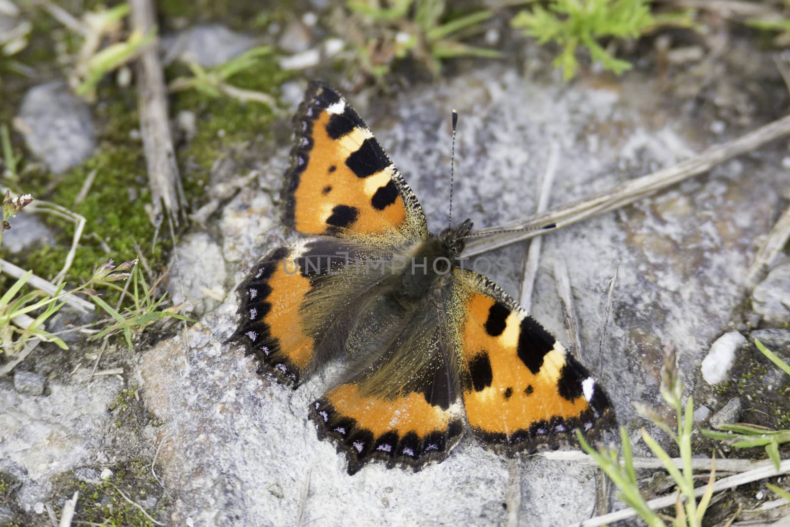 Small Tortoiseshell Butterfly sitting on Rock.