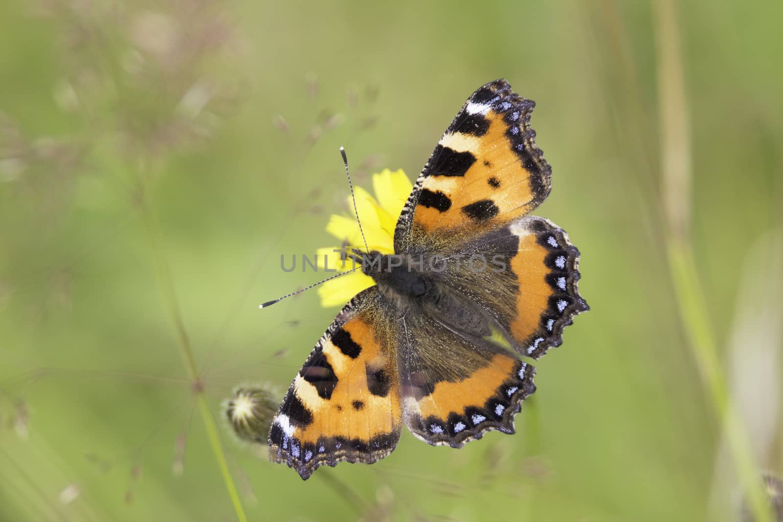 Small Tortoiseshell Butterfly sitting on yellow flower.
