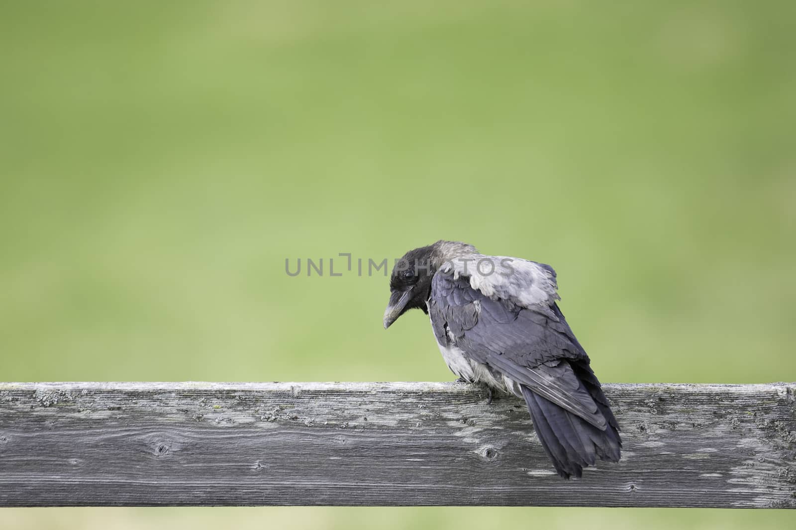 Hooded Crow Sitting on Wooden Plank with a green background.