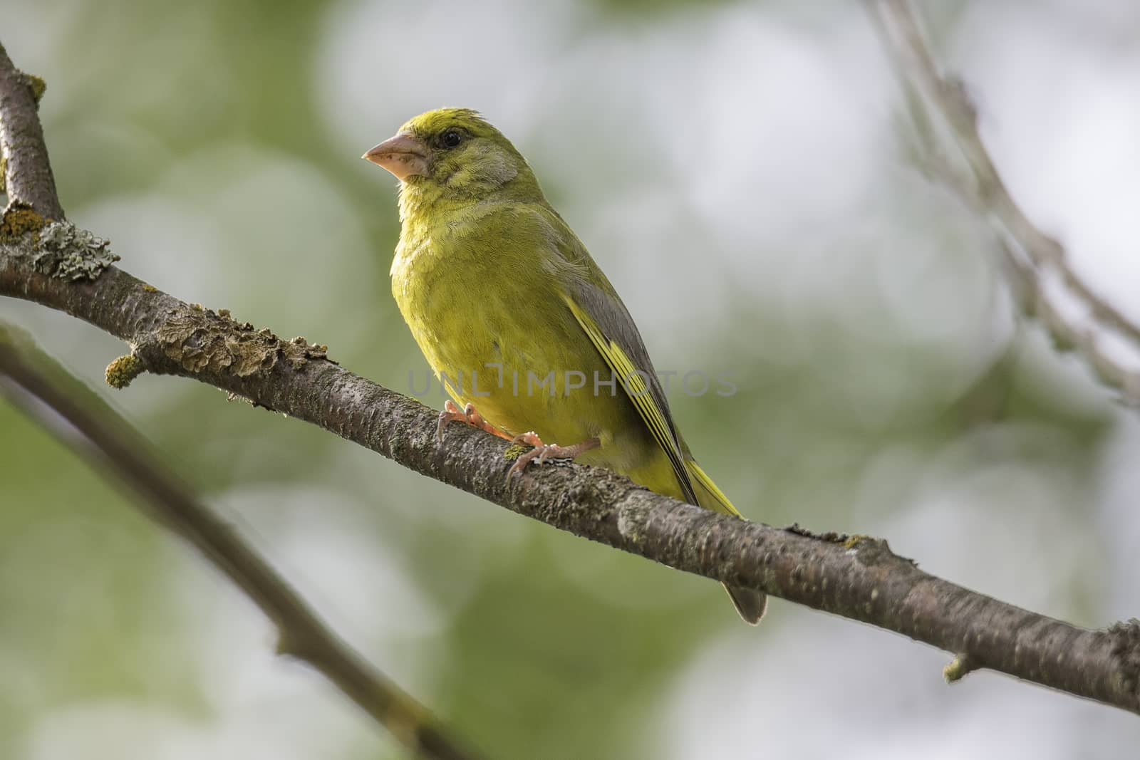 Male Greenfinch Sitting on Tree Branch.