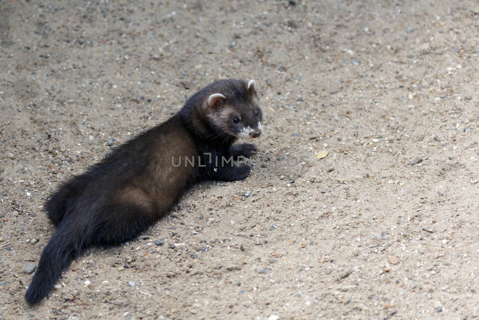 European Polecat (Mustela putorius)