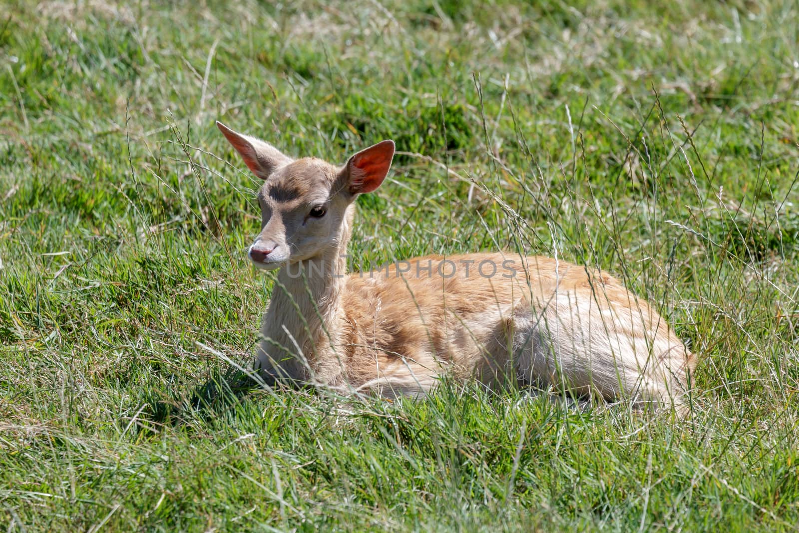 Fallow Deer (Dama dama) by phil_bird