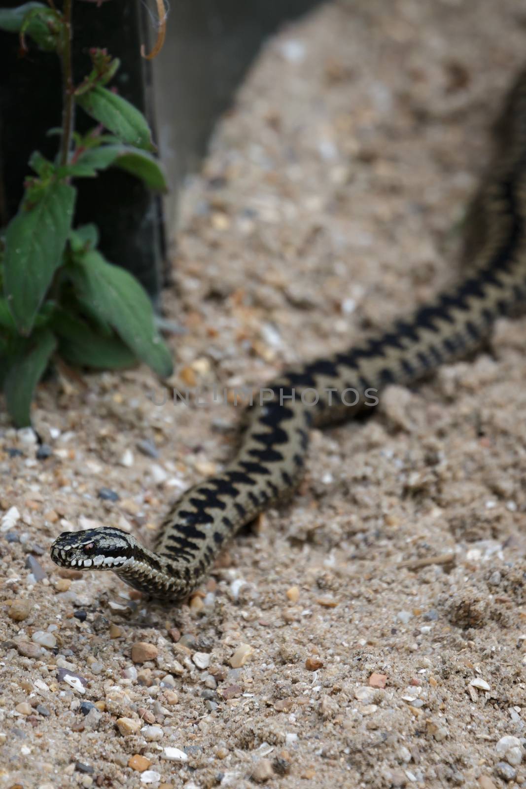 Common European Adder (Vipera berus)