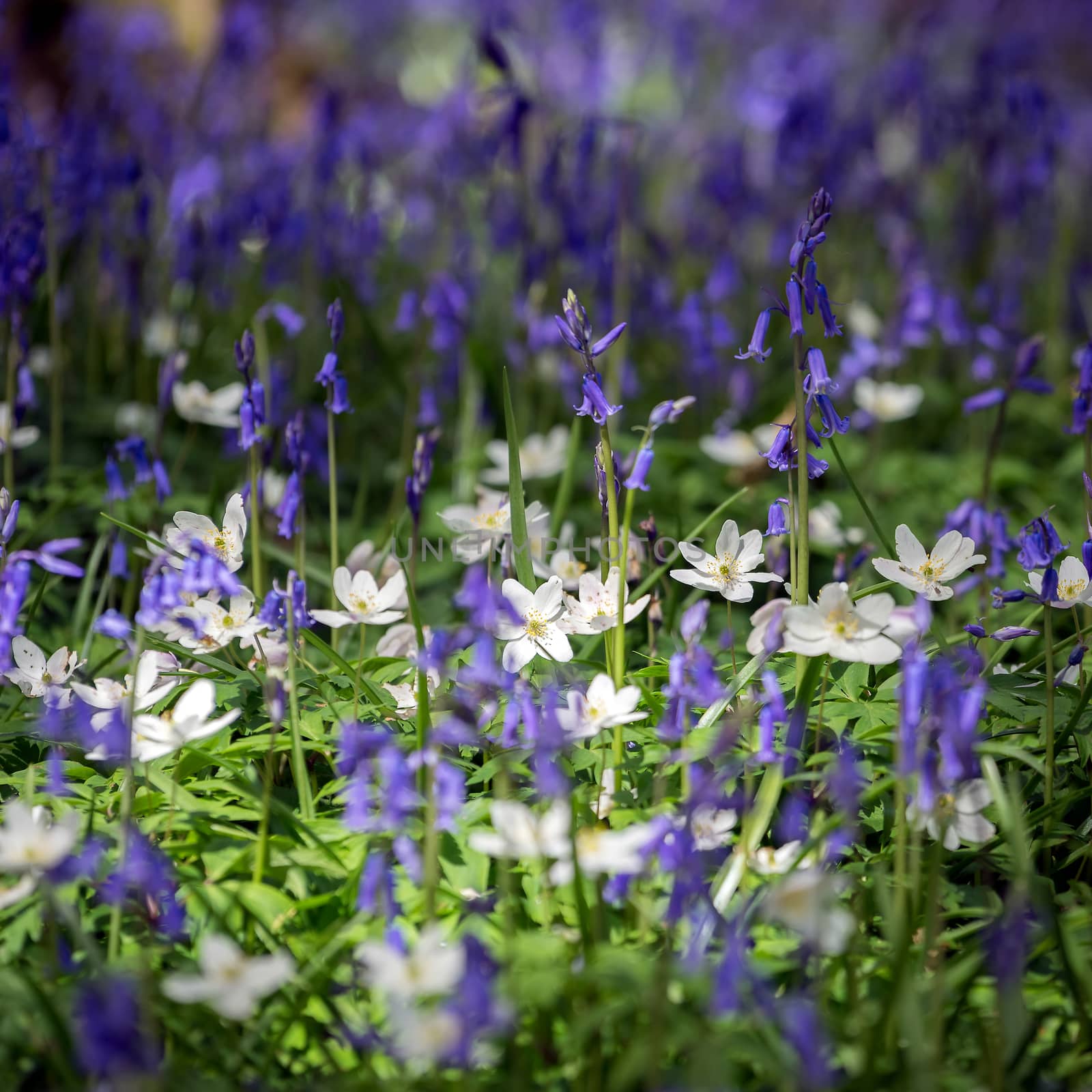 Bluebells Brightening up the Sussex Landscape