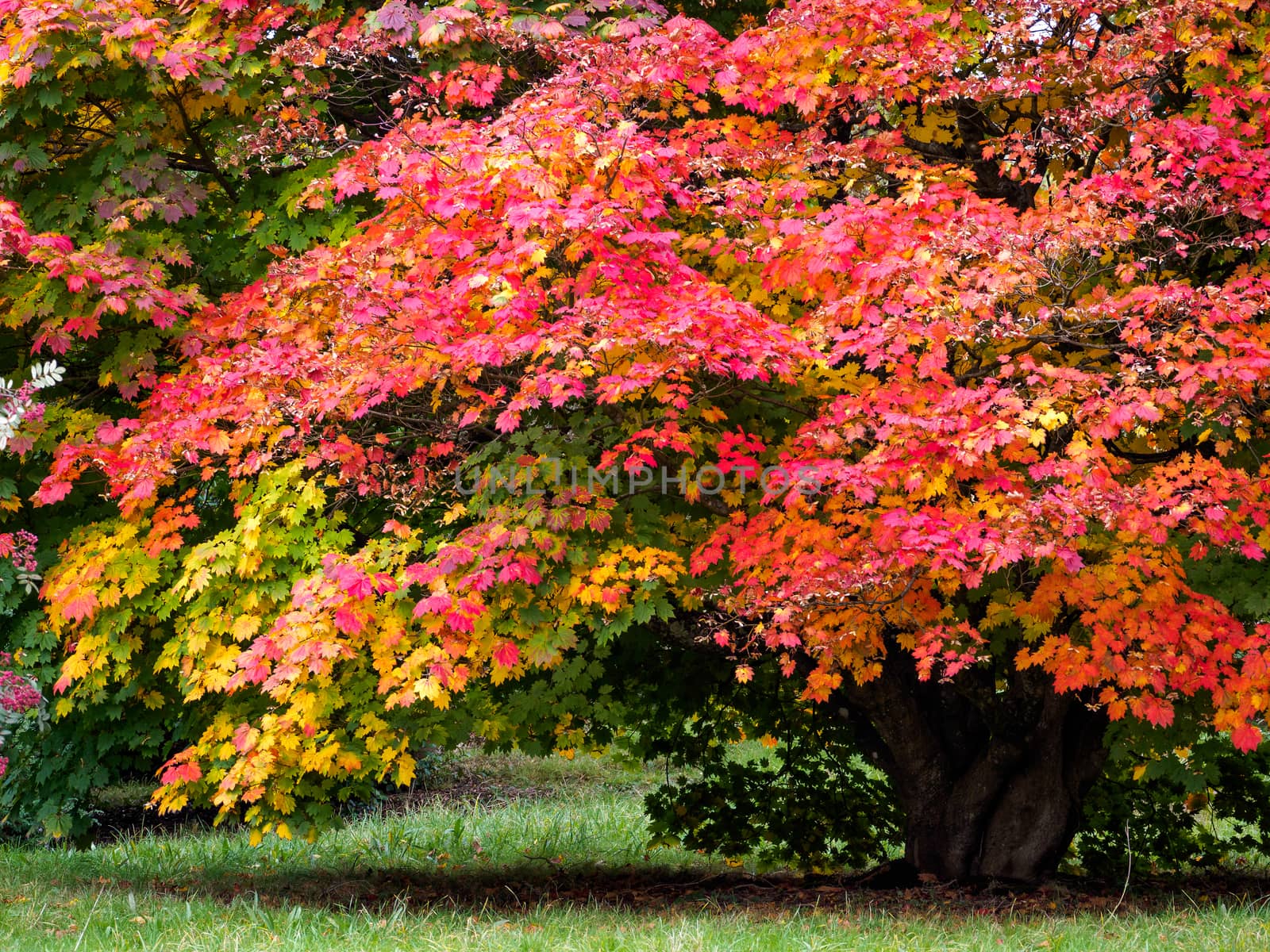 Japanese Maple (Acer palmatum) in Autumn Colours by phil_bird