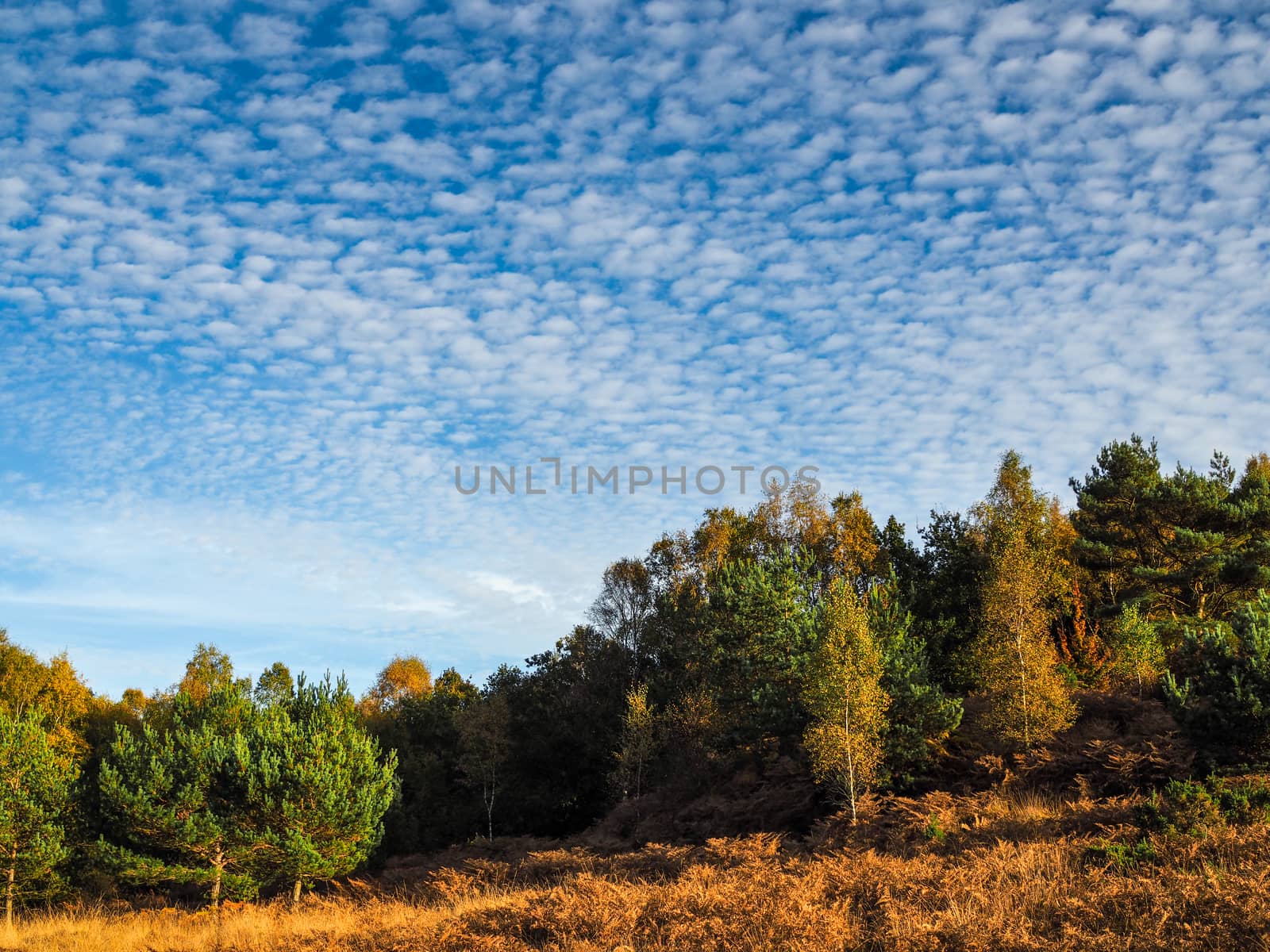 Scenic View of the Ashdown Forest in Sussex by phil_bird