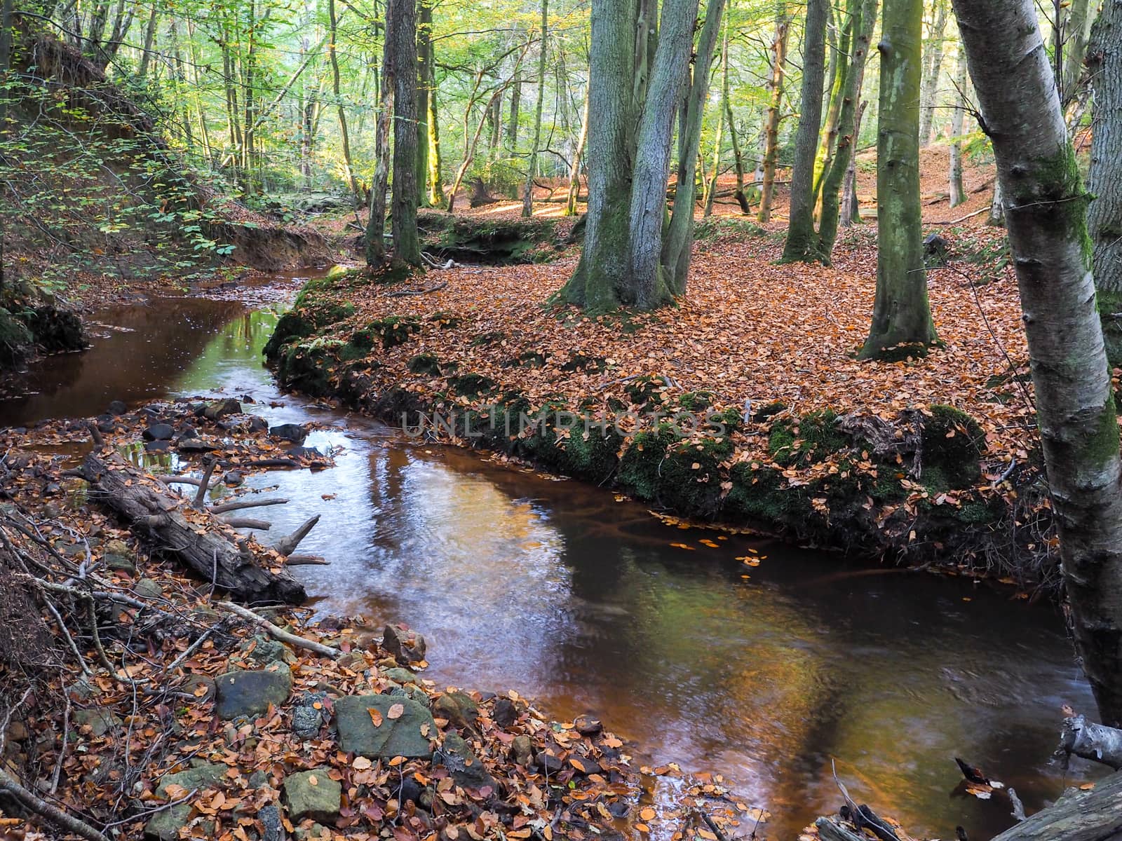 Scenic View of the Ashdown Forest in Sussex by phil_bird