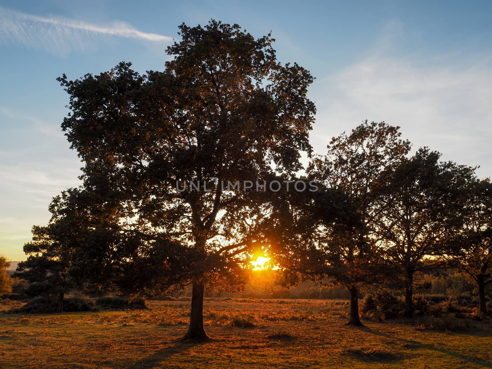 Sunset over the Ashdown Forest in Sussex by phil_bird