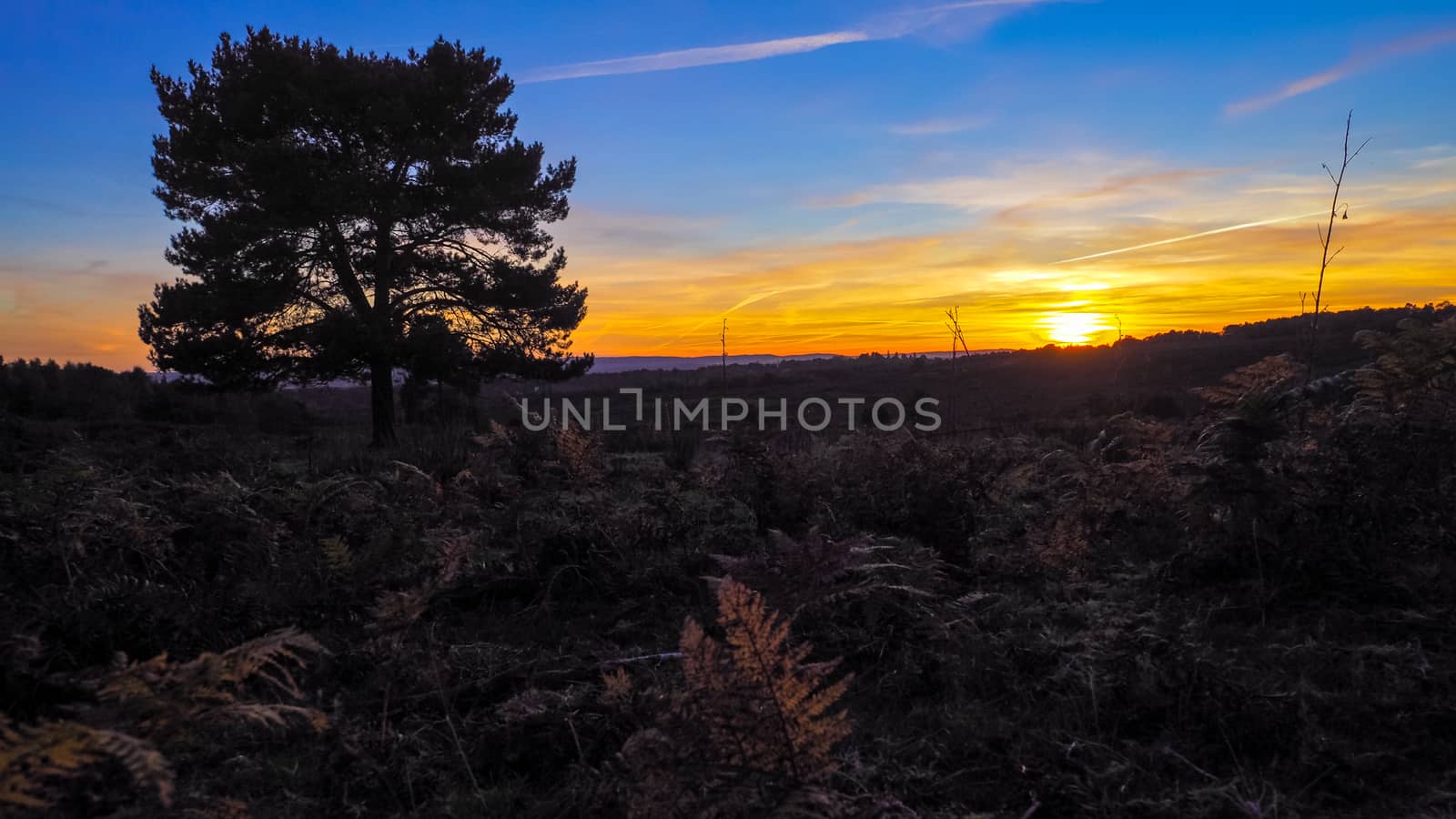 Sunset over the Ashdown Forest in Sussex