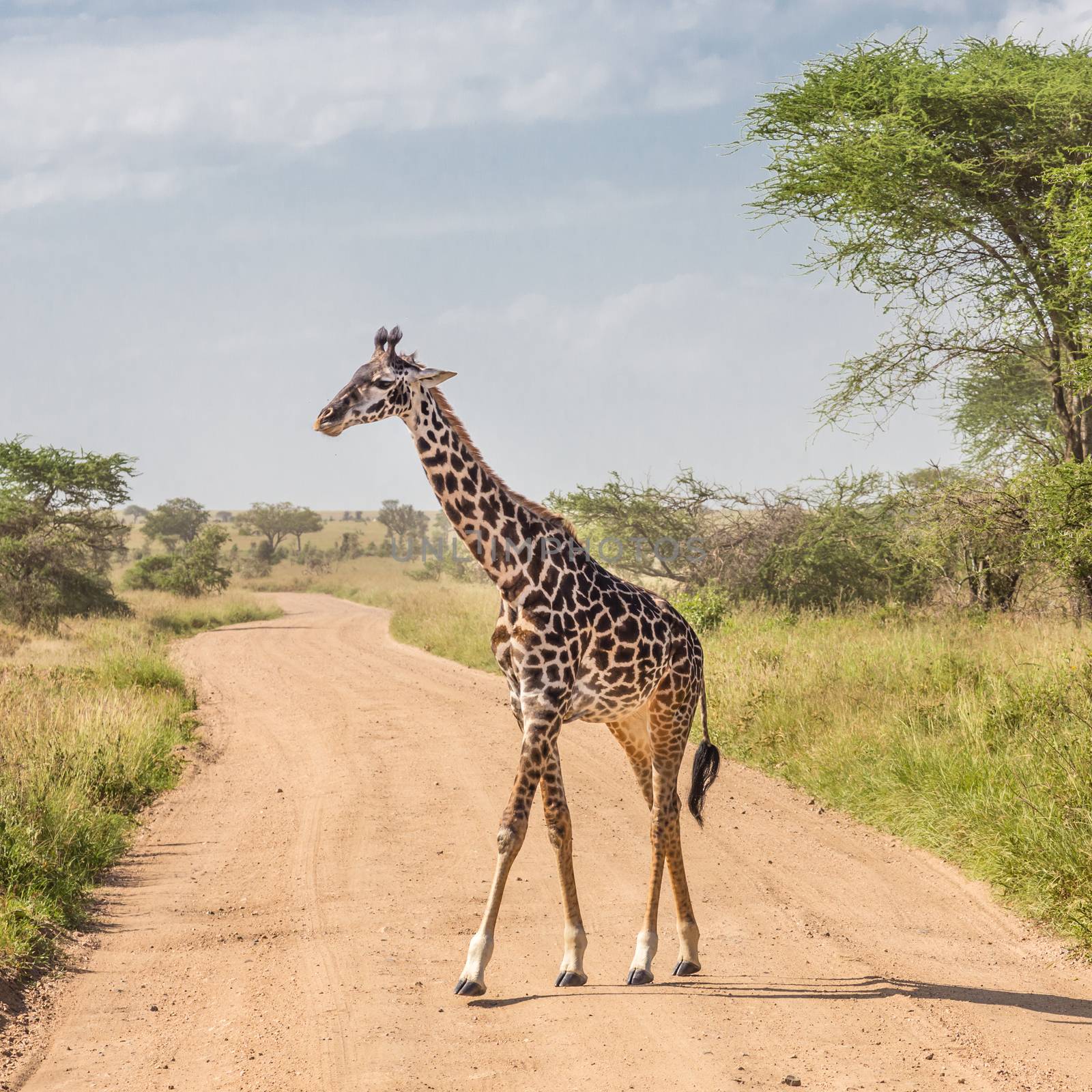 Solitary wild giraffe crossing dirt road in Amboseli national park, Kenya.