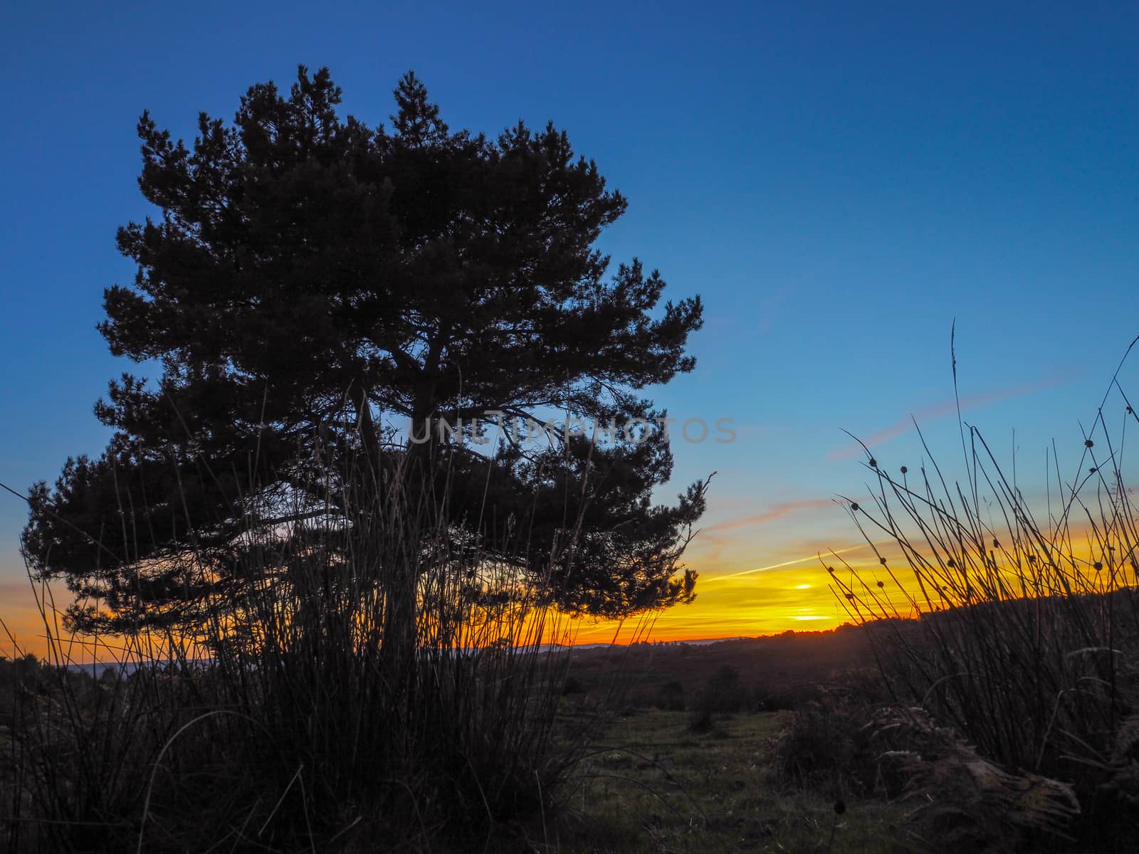 Sunset over the Ashdown Forest in Sussex