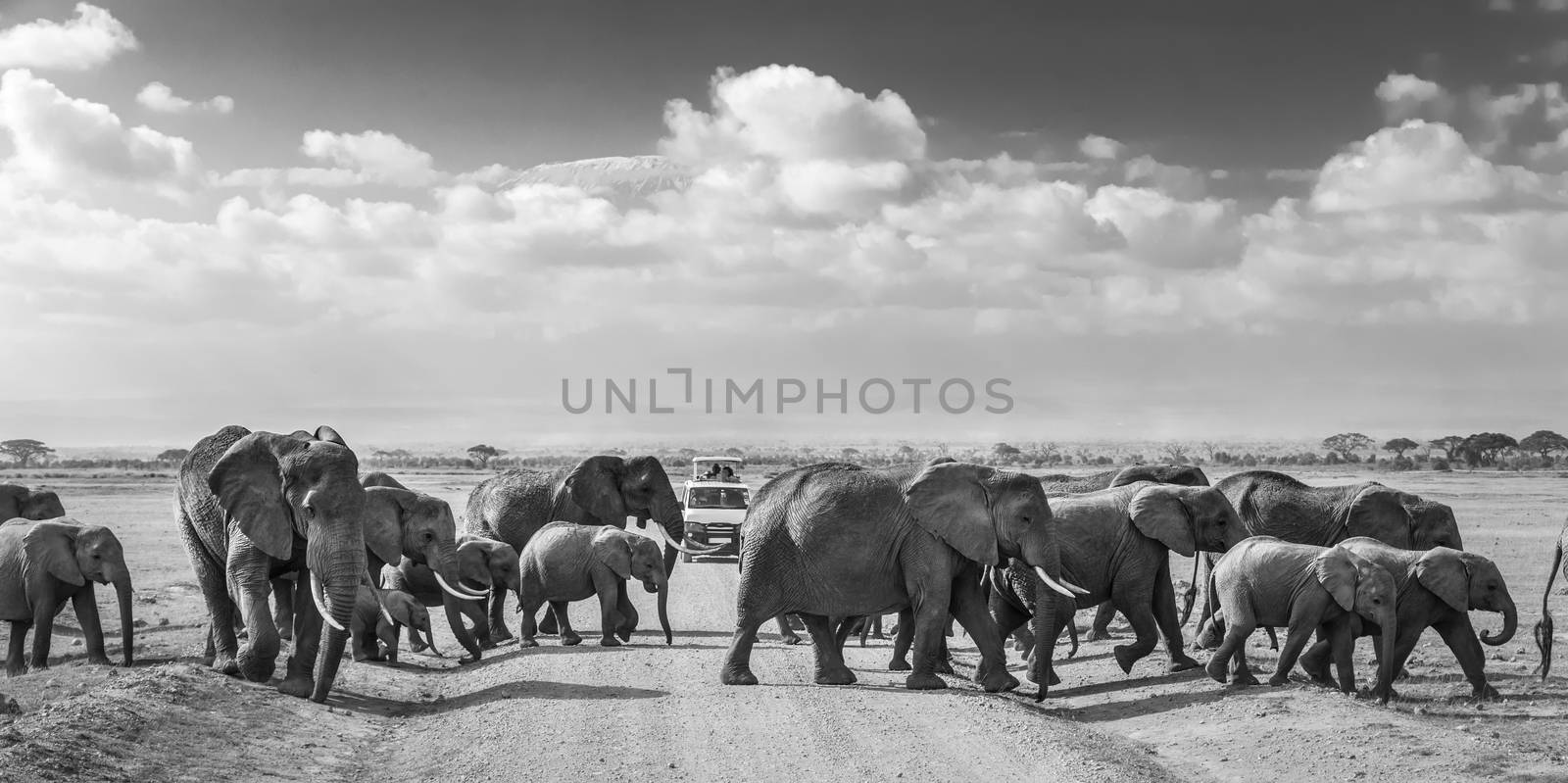 Tourists in safari jeeps watching big hird of wild elephants crossing dirt road in Amboseli national park, Kenya. Peak of Mount Kilimanjaro in clouds in background. Black and white.