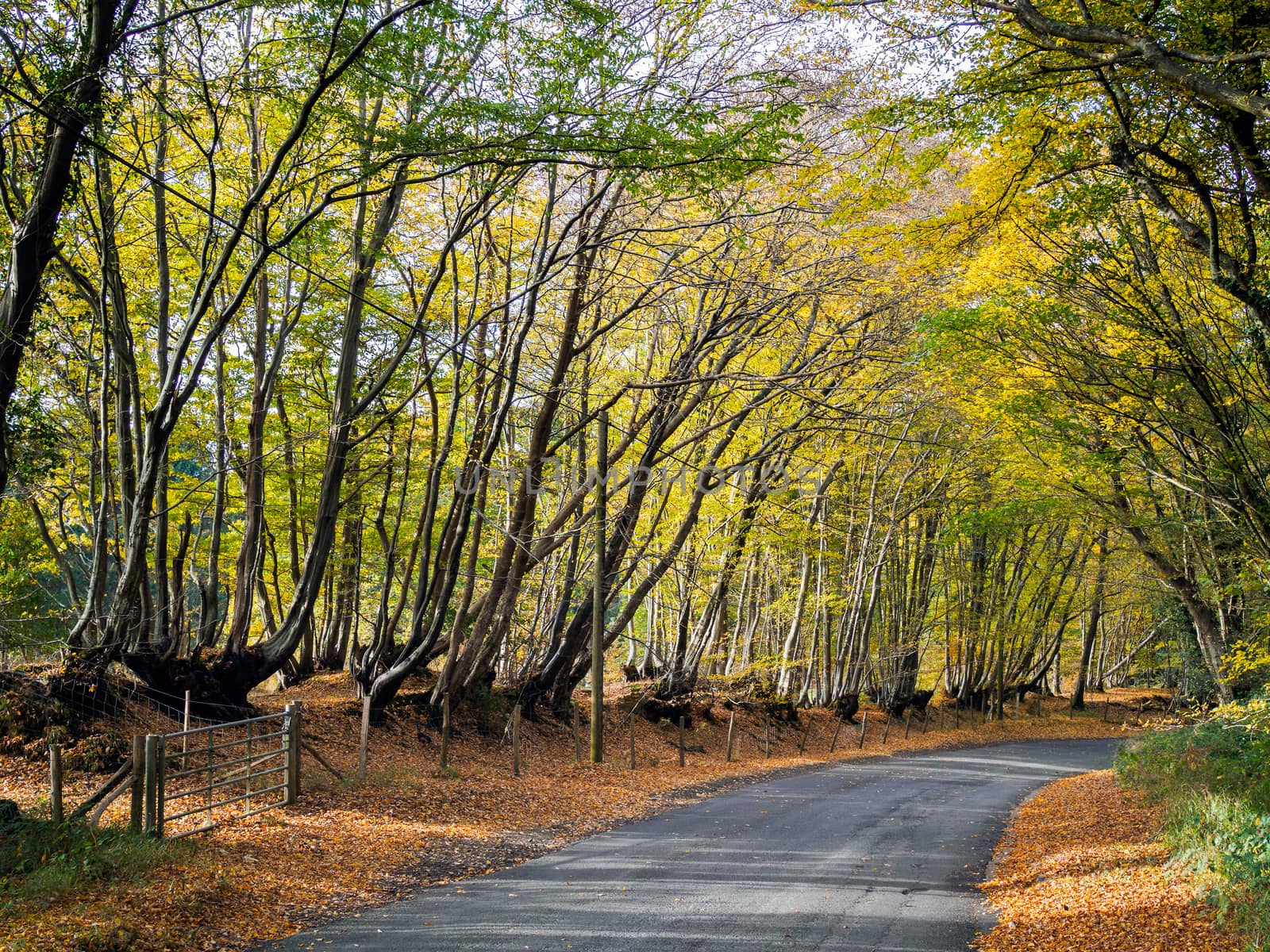 Autumnal Scene in the Sussex Countryside