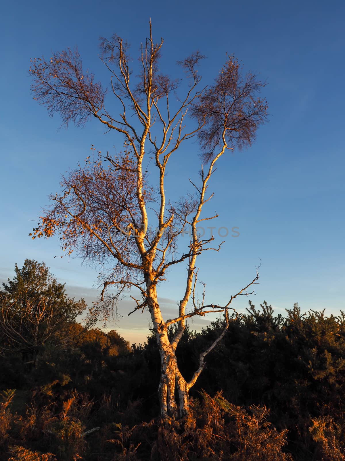 Sunlit Silver Birch Tree in the Ashdown Forest by phil_bird