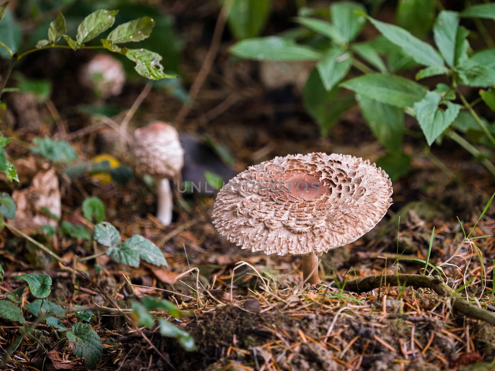 Weathered Fungus at Warnham Nature Reserve
