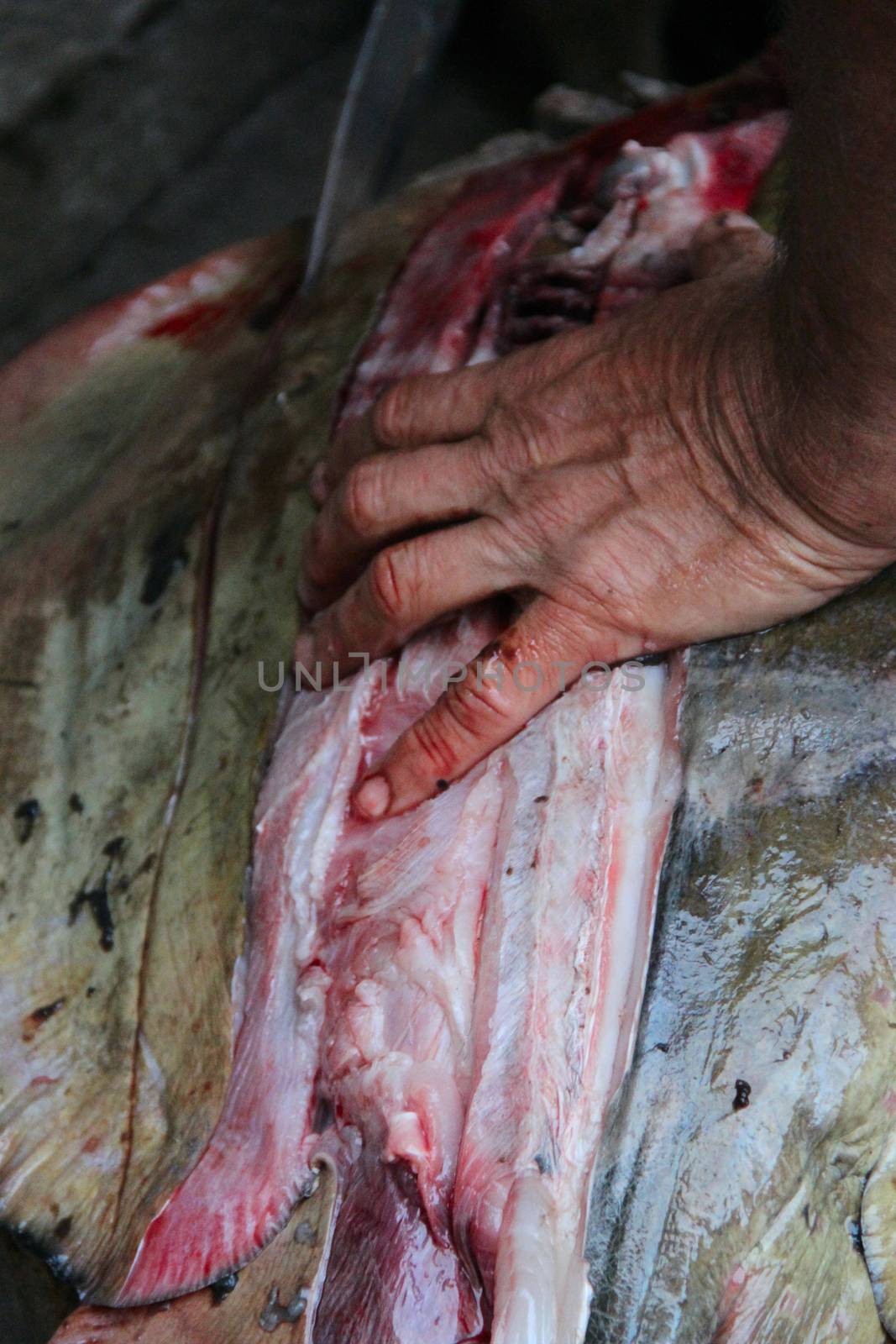 A man is cutting a Fish meat big stingray . photo