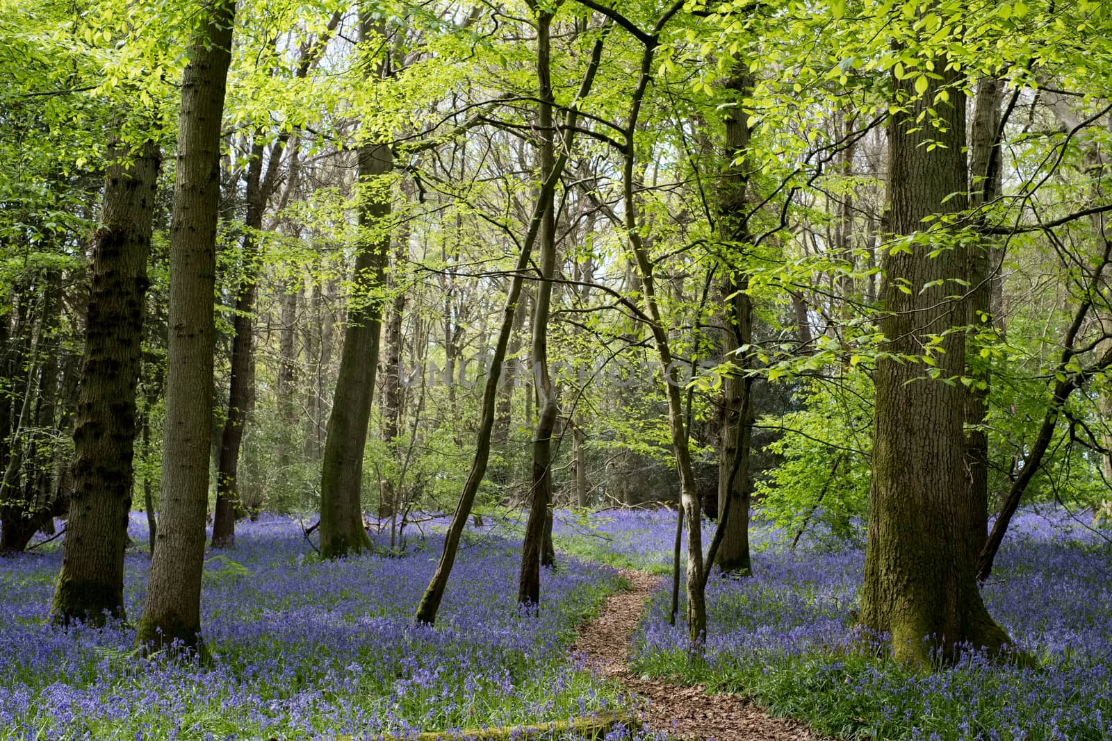 Bluebells in Staffhurst Woods near Oxted Surrey by phil_bird