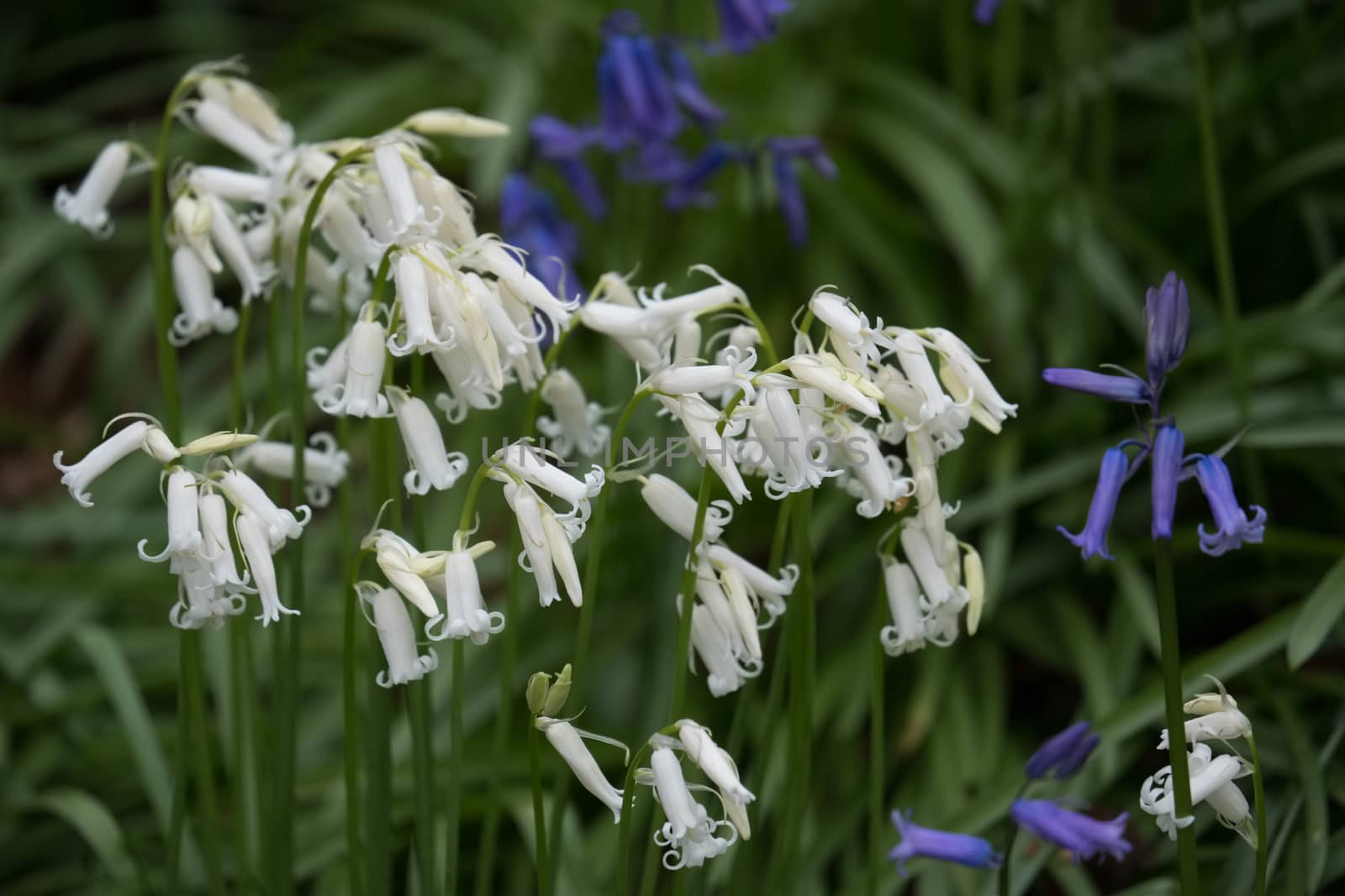 Bluebells in Staffhurst Woods near Oxted Surrey