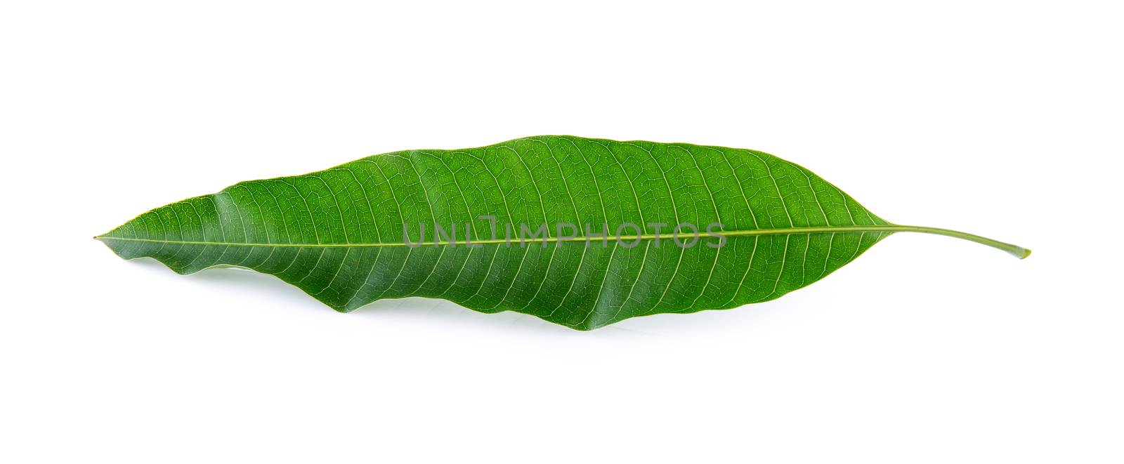 Mango leaf on a white background