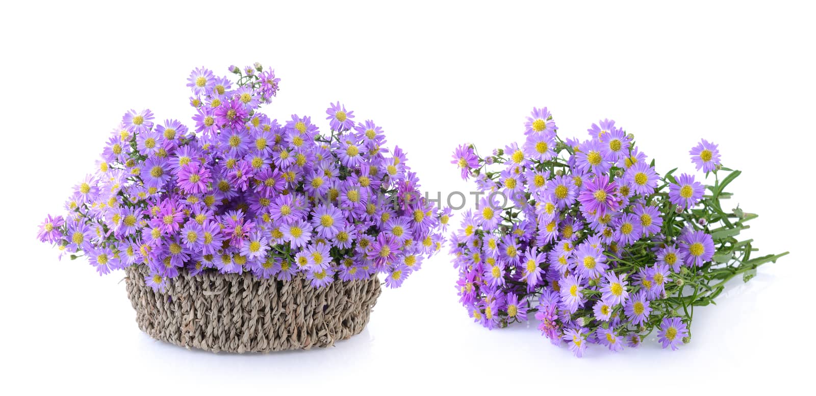 Purple flowers on white background