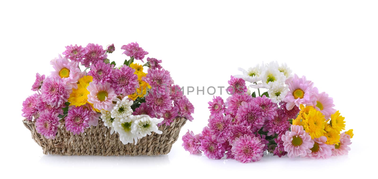 chrysanthemums on white background by sommai