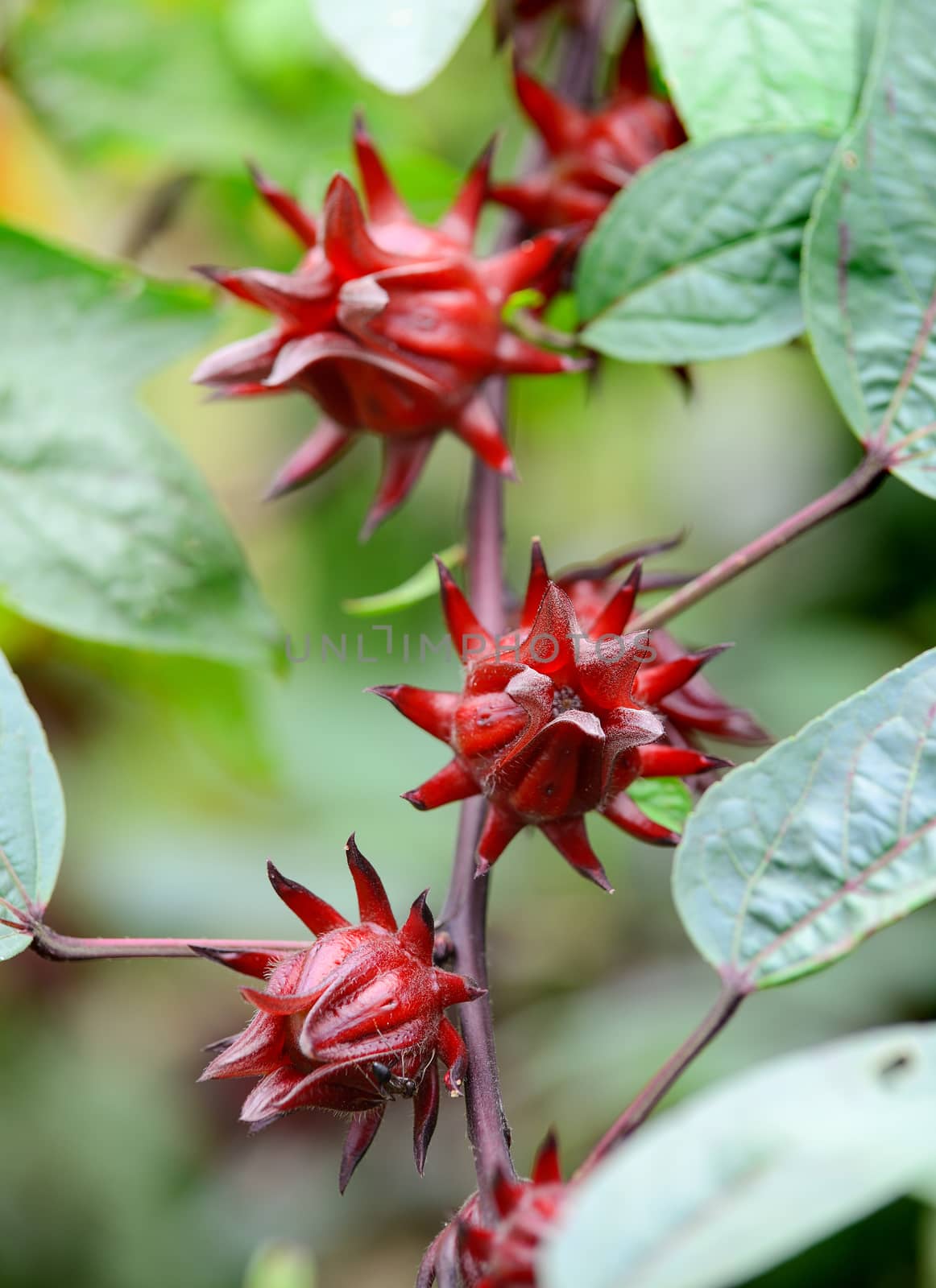 Hibiscus sabdariffa or roselle fruits flower by sommai