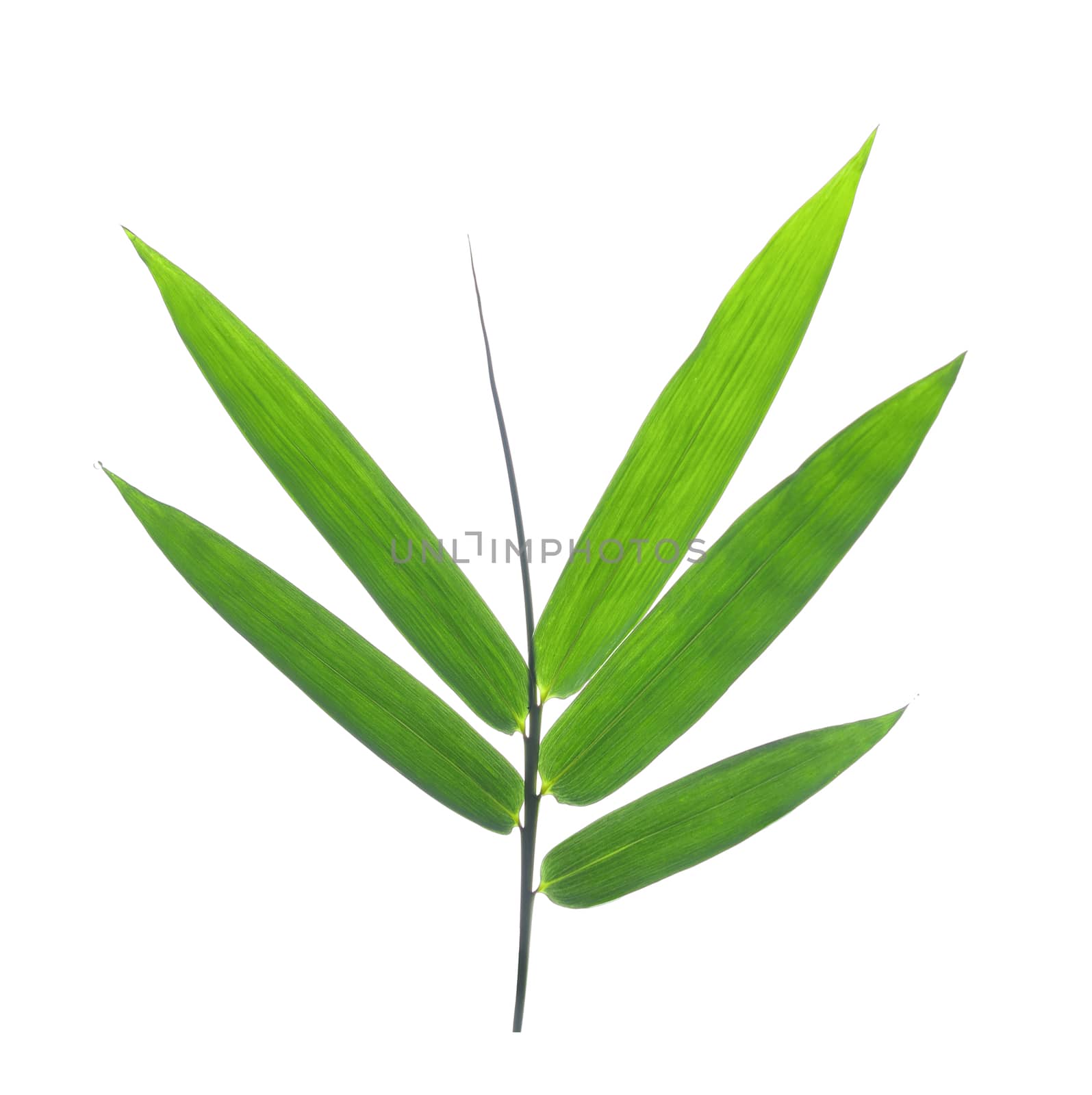 bamboo leaves on a white background by sommai