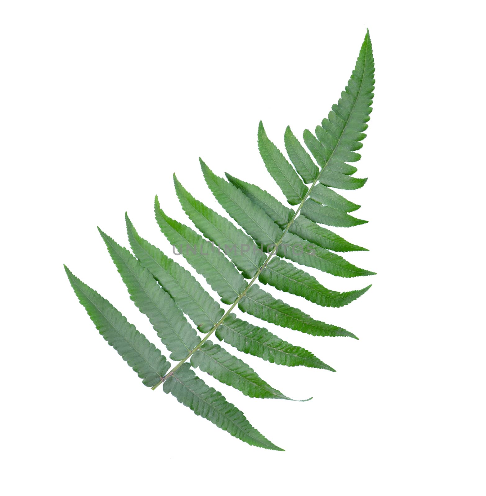 Fern leaf isolated on white background by sommai
